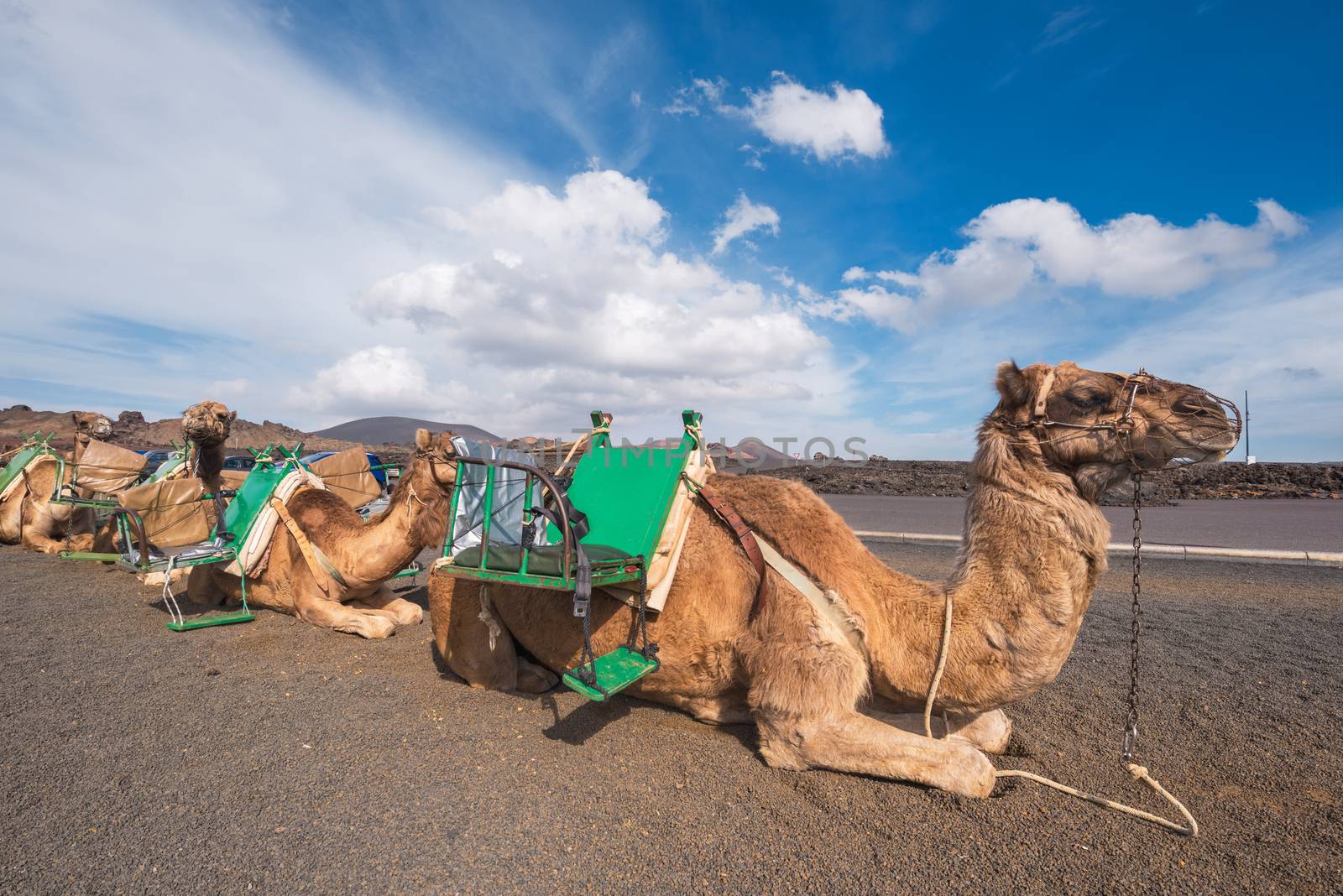 Camels resting in volcanic landscape in Timanfaya national park, Lanzarote, Canary islands, Spain. by HERRAEZ