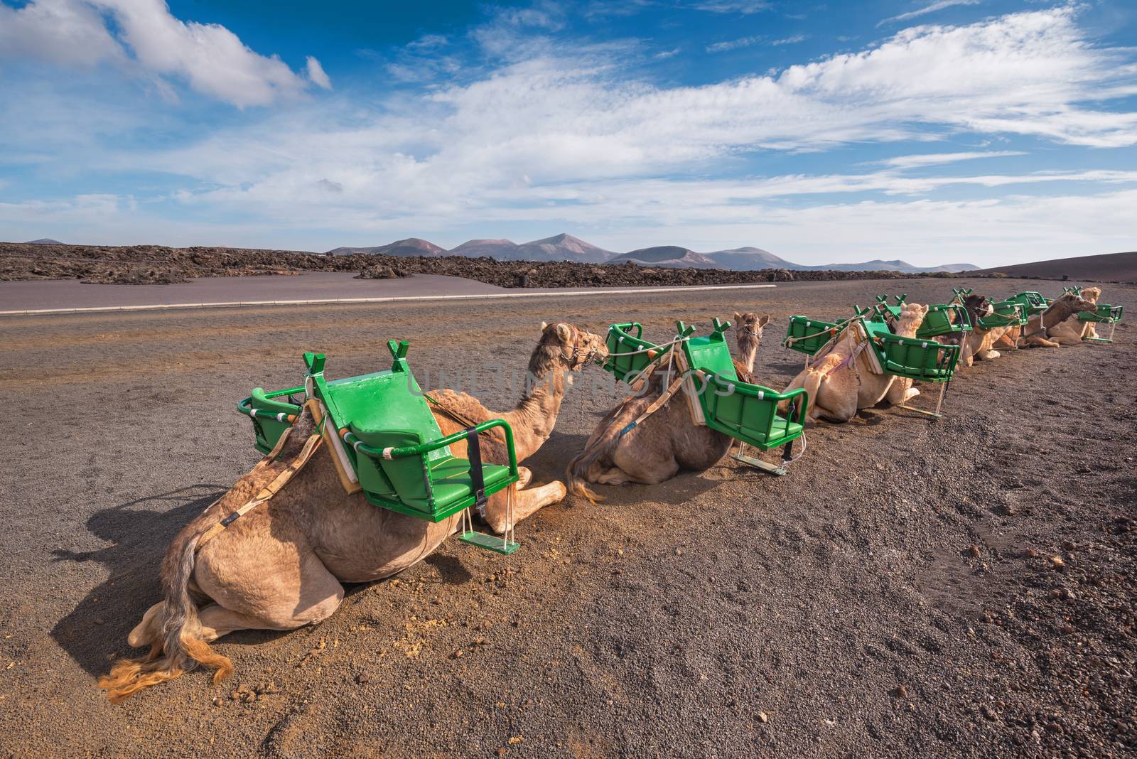 Camels resting in volcanic landscape in Timanfaya national park, by HERRAEZ