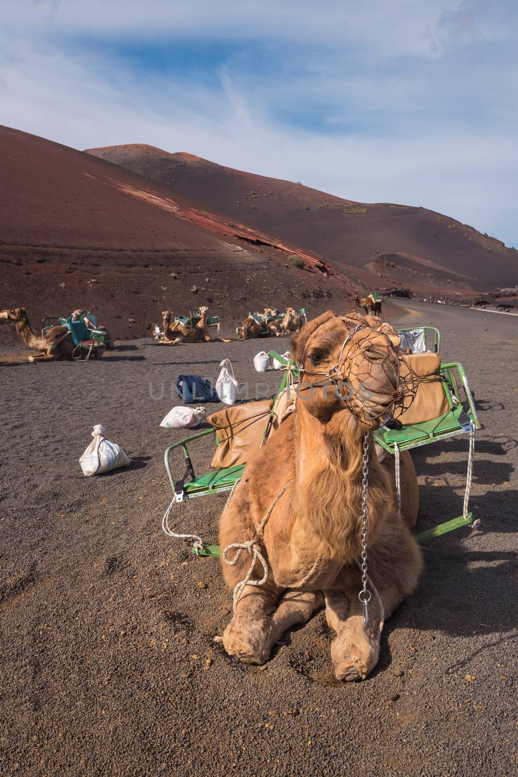 Camels resting in volcanic landscape in Timanfaya national park, Lanzarote, Canary islands, Spain.