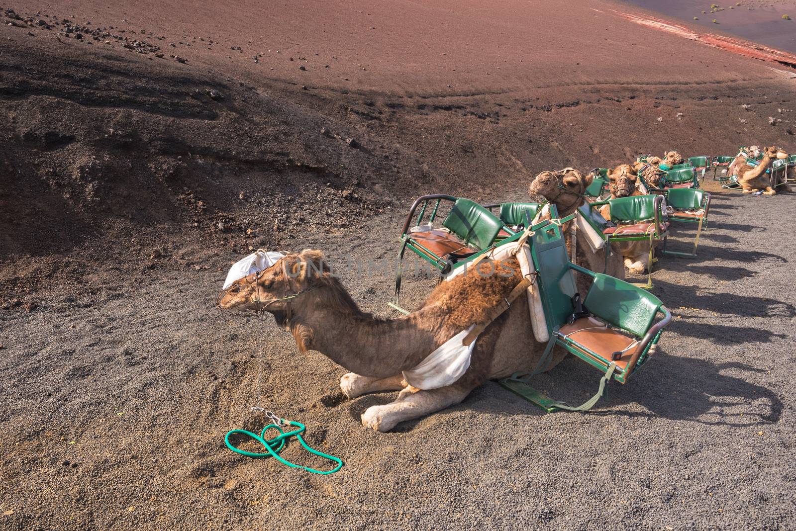 Camels resting in volcanic landscape in Timanfaya national park, Lanzarote, Canary islands, Spain. by HERRAEZ