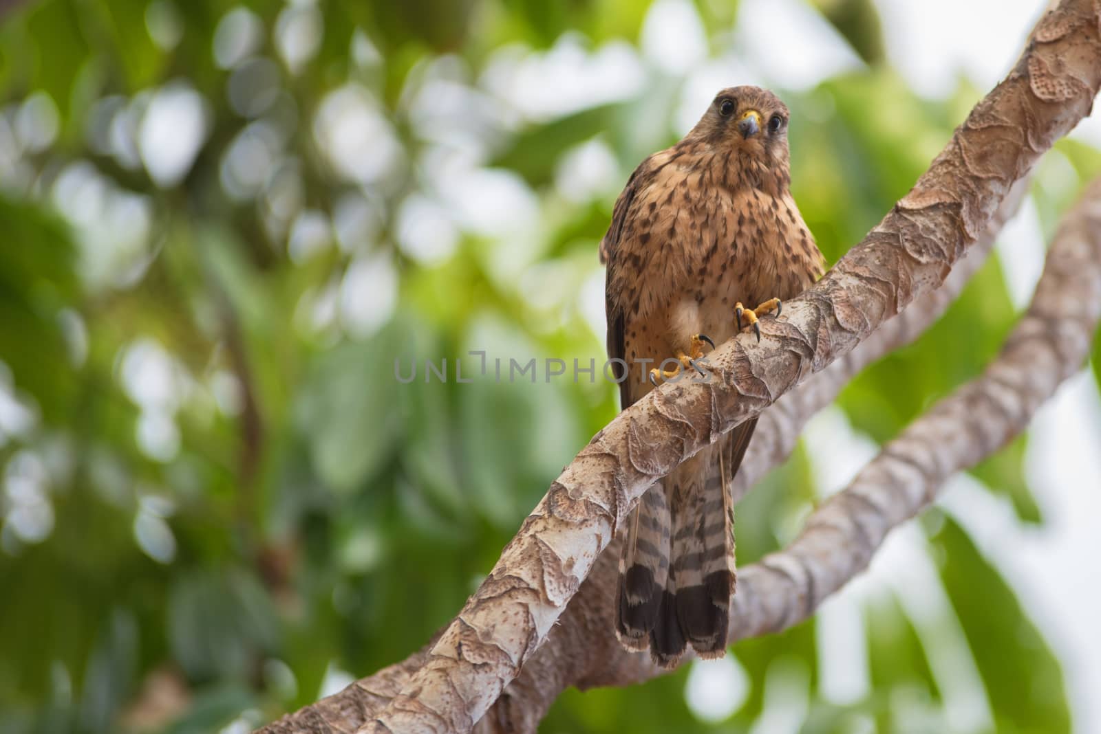 Kestrel in natural environment. by HERRAEZ