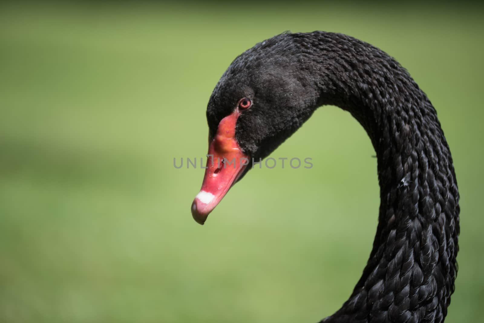 Close up view of Black cygnus, nice blurred background. by HERRAEZ