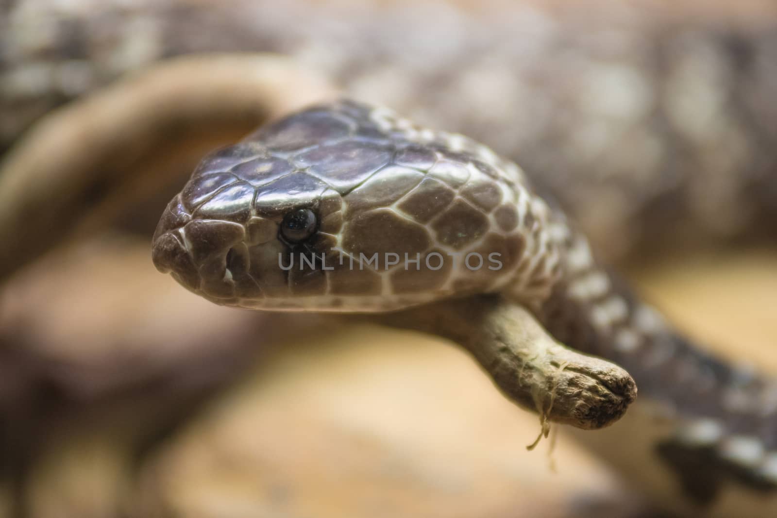 Portrait of a Cobra snake by HERRAEZ