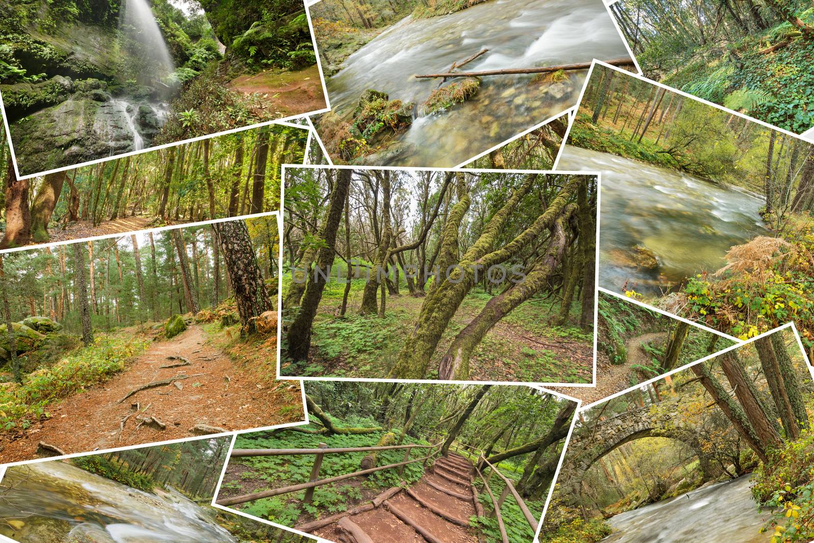 Beutiful pile collage of rainforest pictures. Version 4. by HERRAEZ