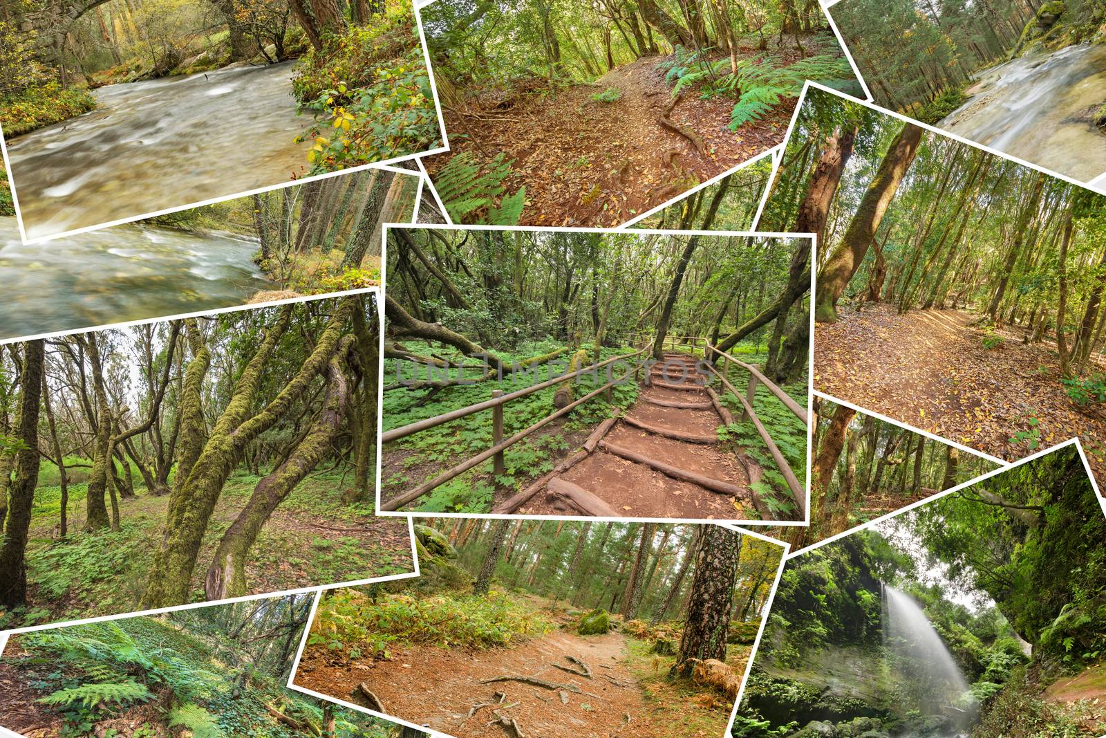 Beutiful pile collage of rainforest pictures. Version 1. by HERRAEZ