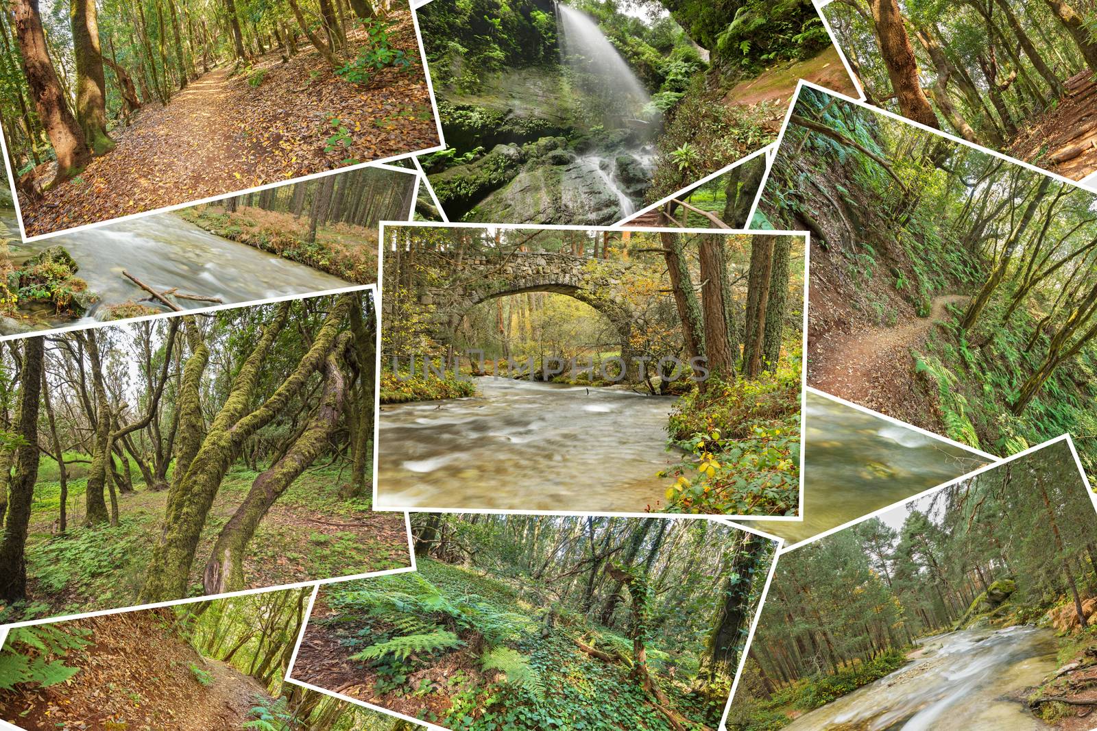 Beutiful pile collage of rainforest pictures. Version 2.