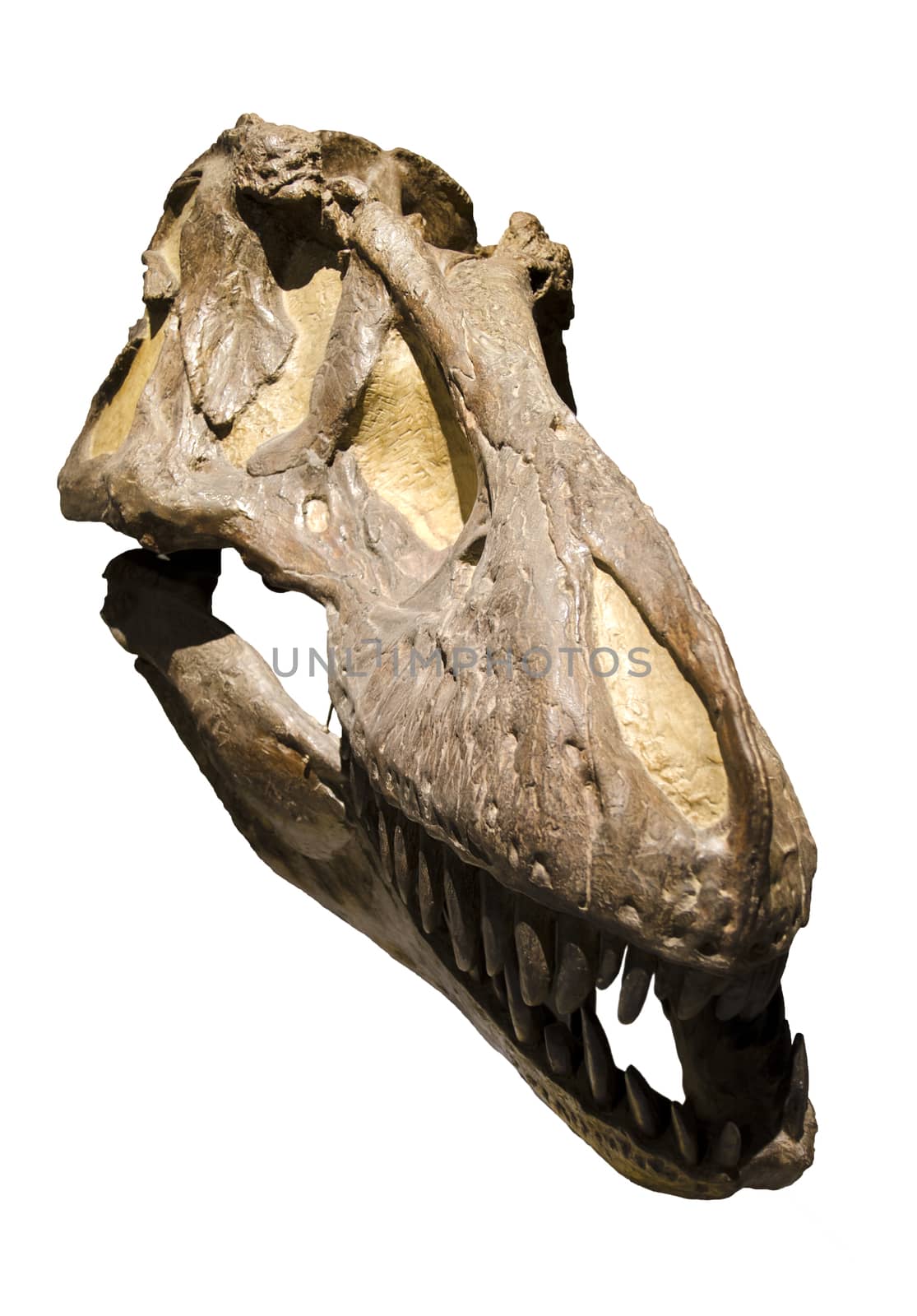 T yrannosaurus Rex head over white isolated background