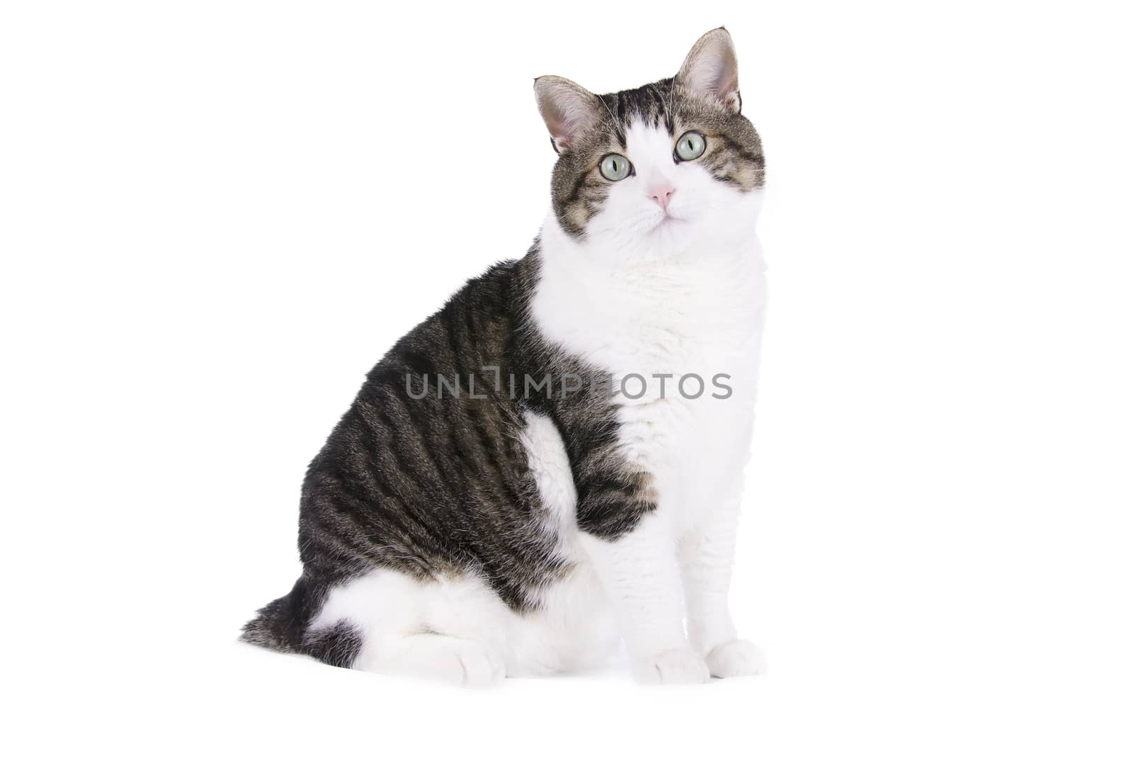 Beautiful cat over white isolated background