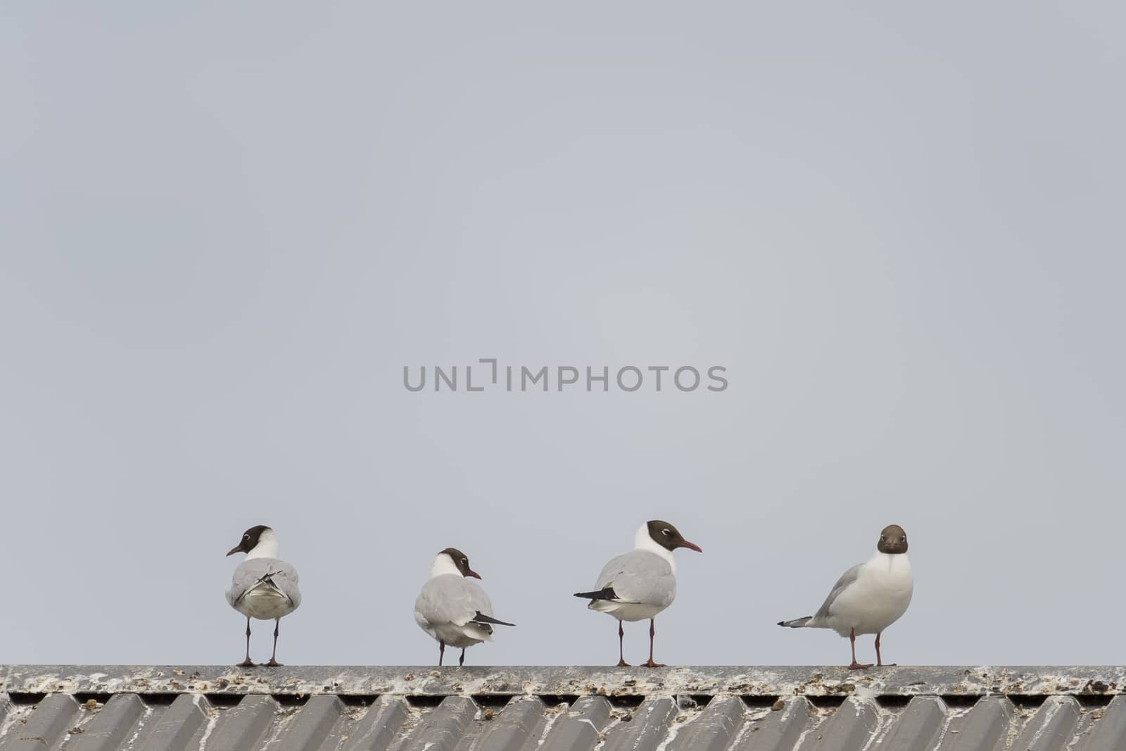 Four Black-headed gulls standing on roof with a blue sky.