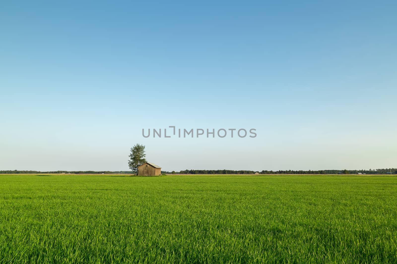 Barn in Farmfield by Tree with a blue sky.
