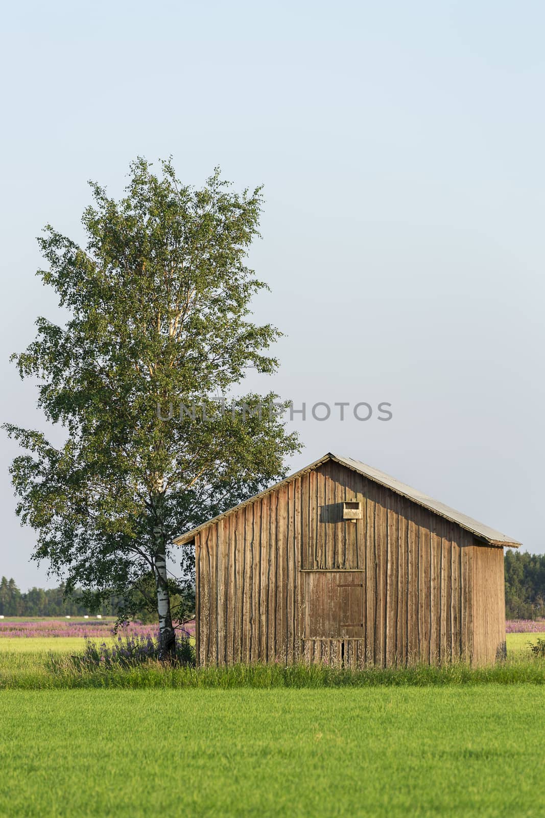 Barn in Farmfield by Tree with a blue sky.
