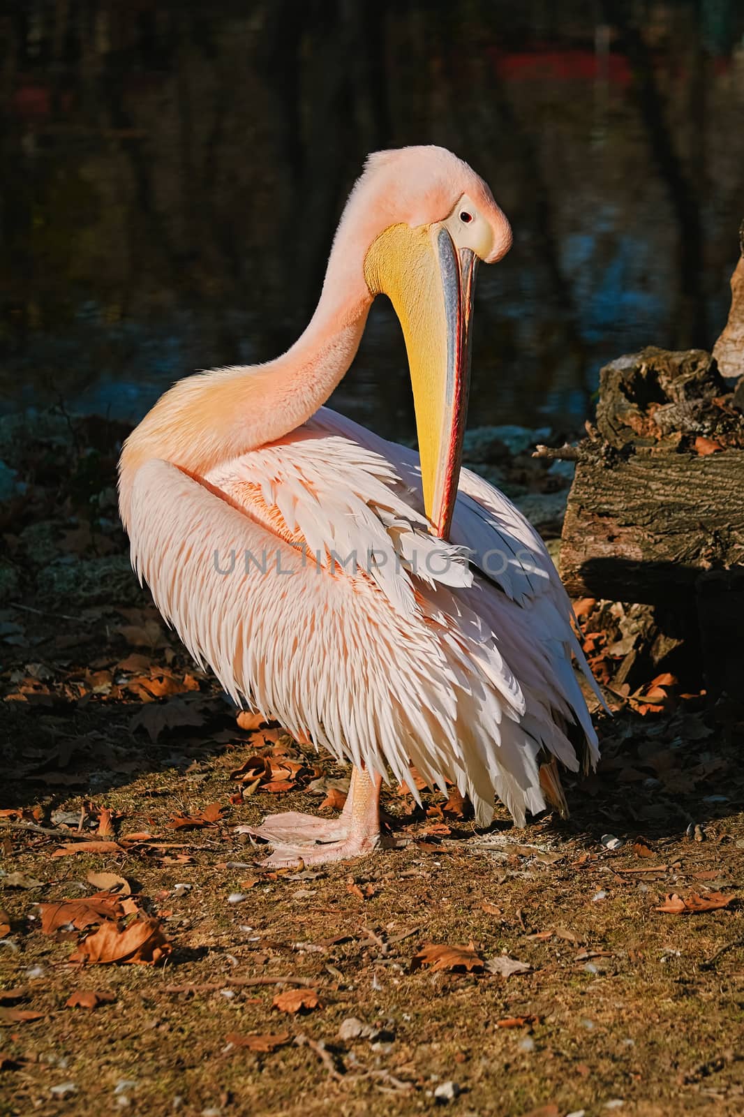 Pelican on Bank of the Pond