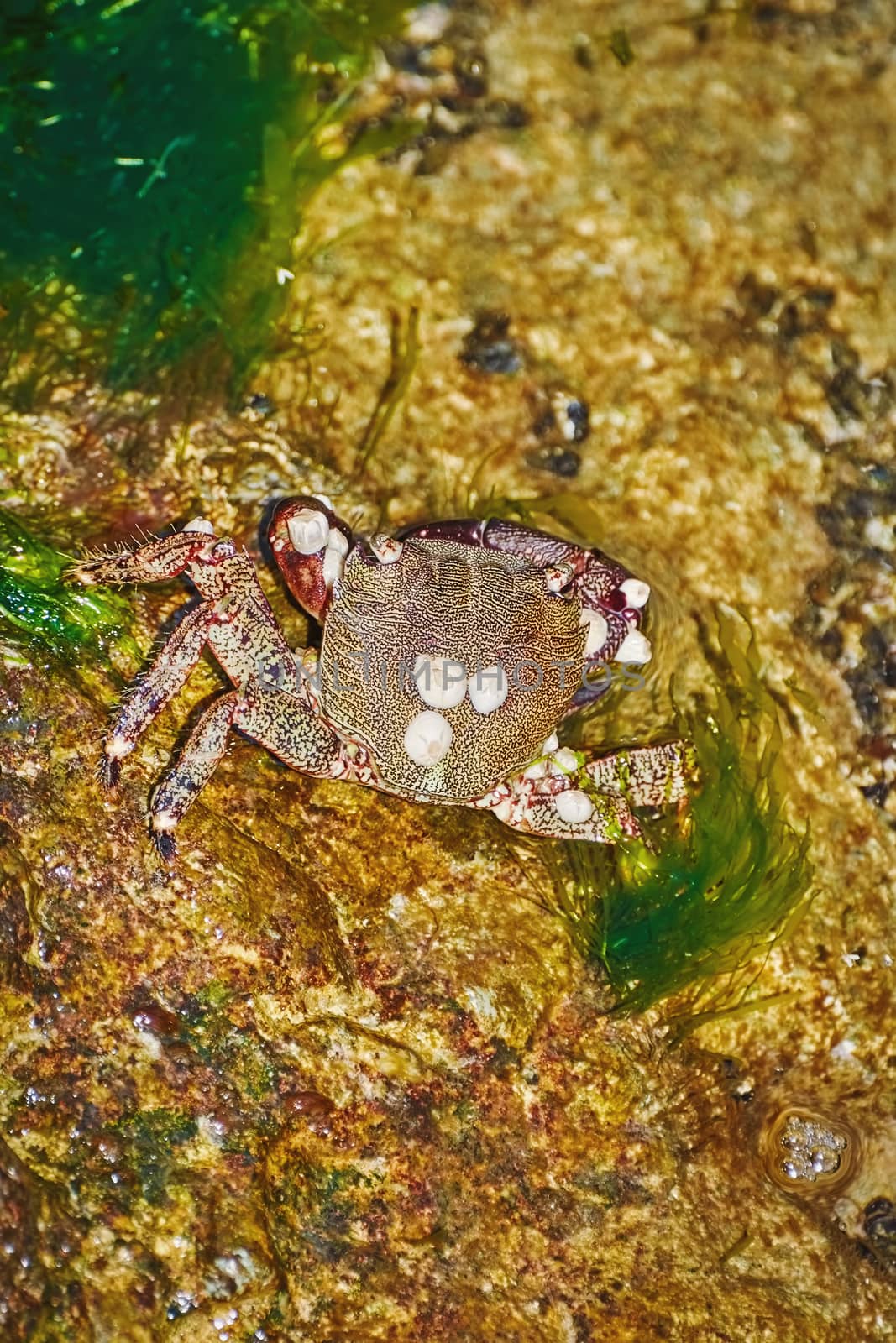 Crab Basking in the Sun on a Rock