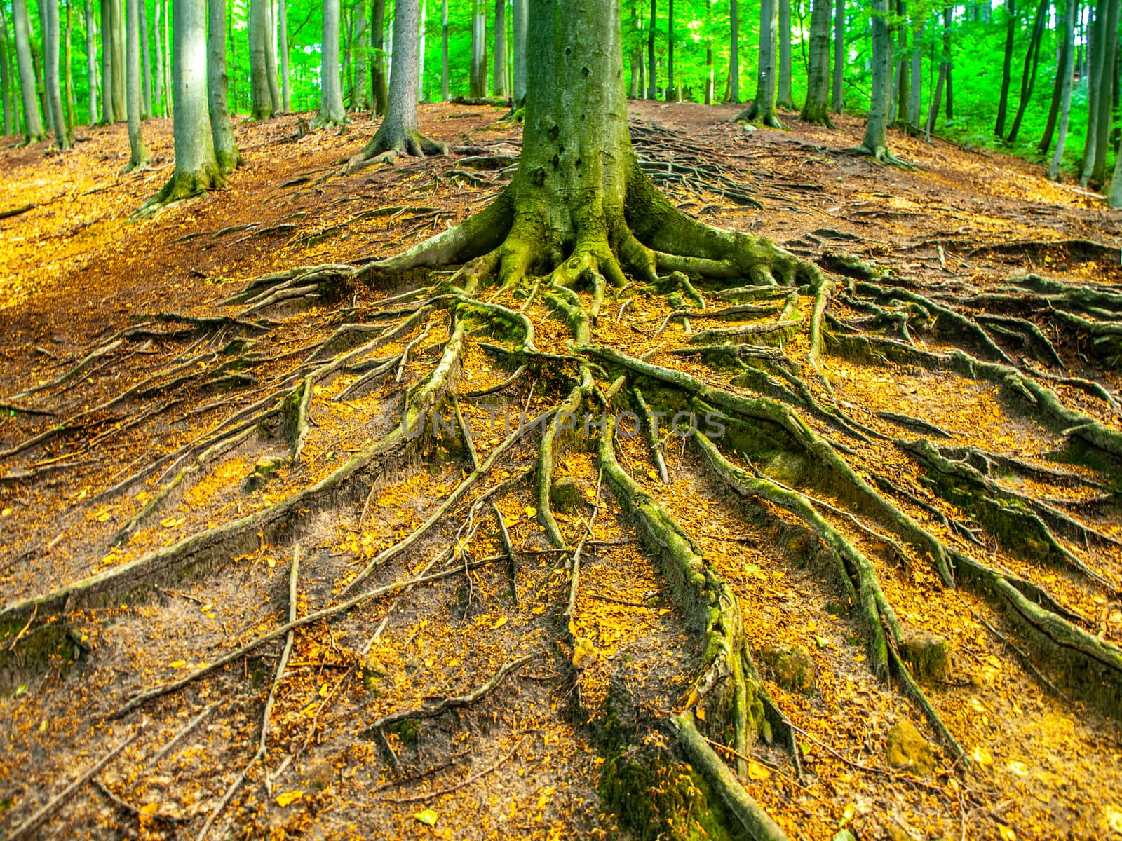 Intricate root system in the spring beech forest.