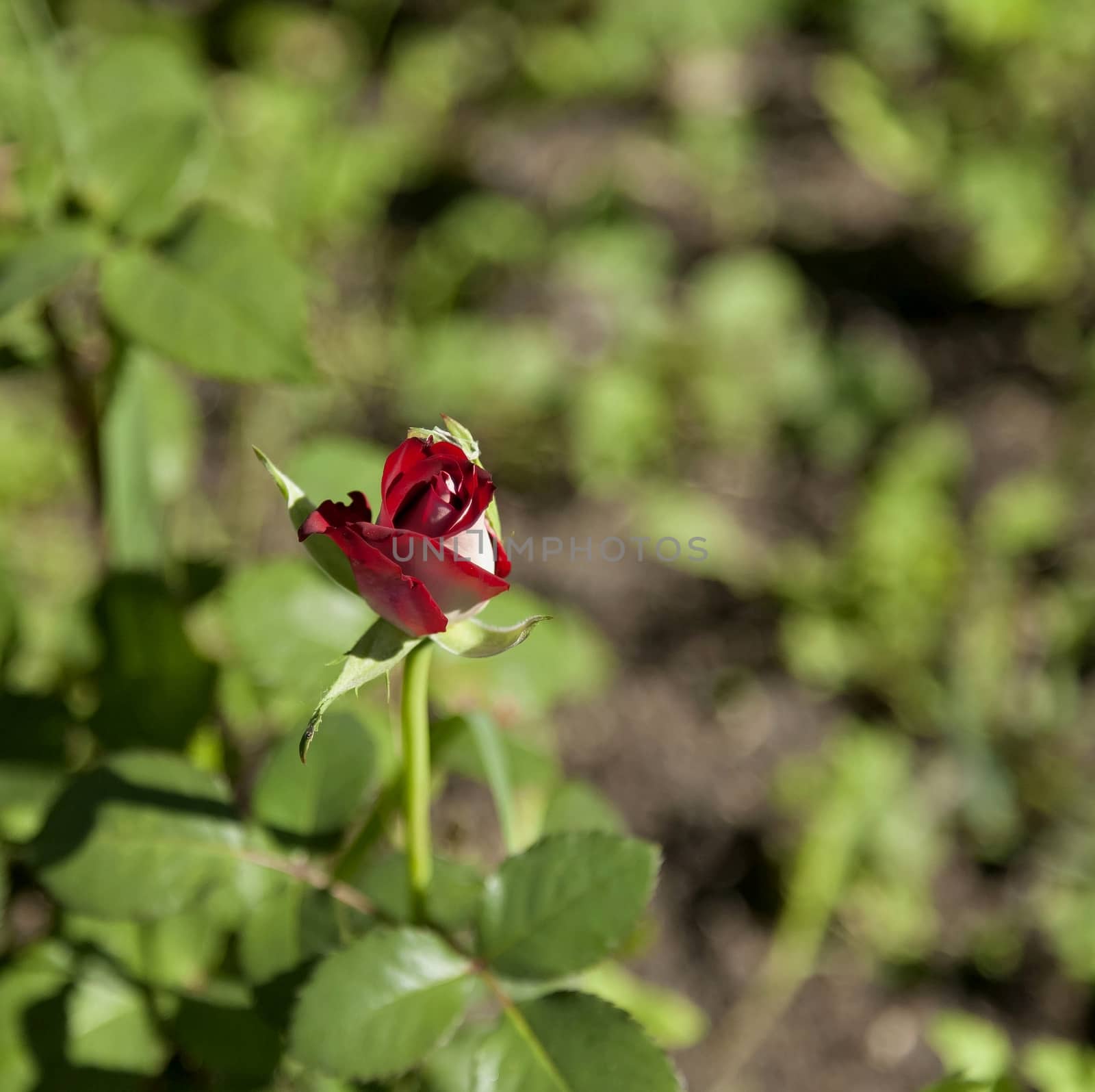 blooming red rose on blurred nature background
