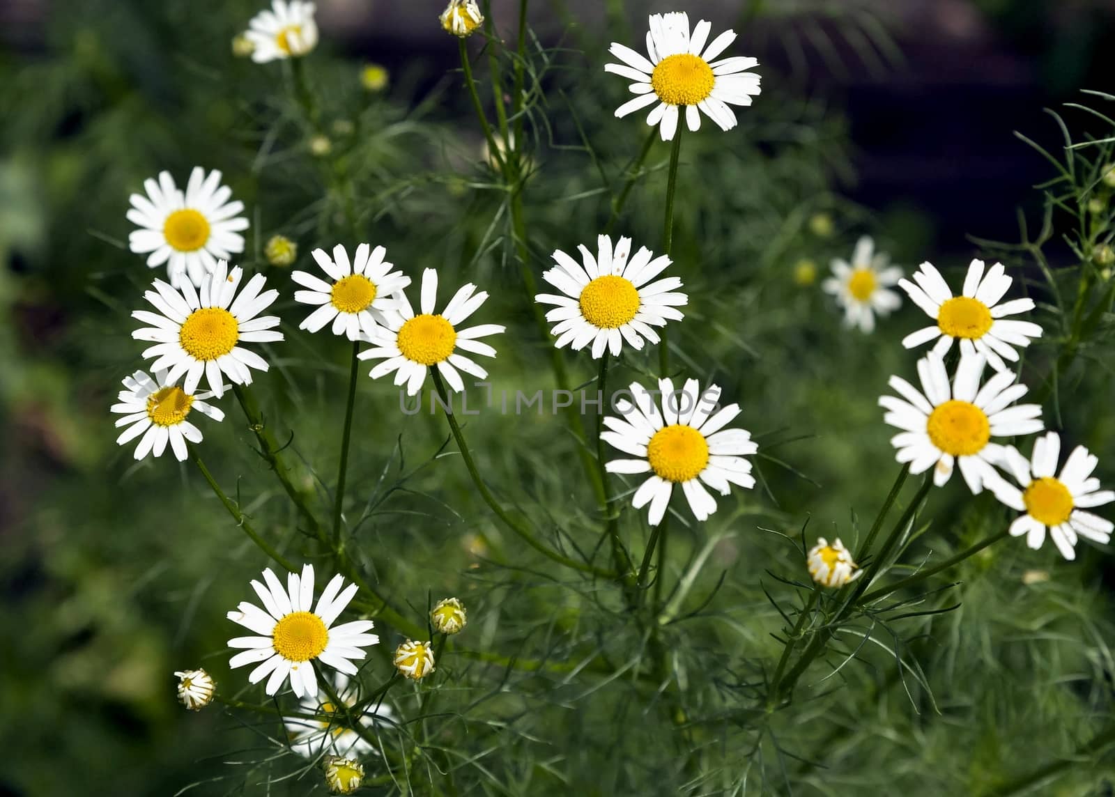 blooming garden chamomile on a natural green background