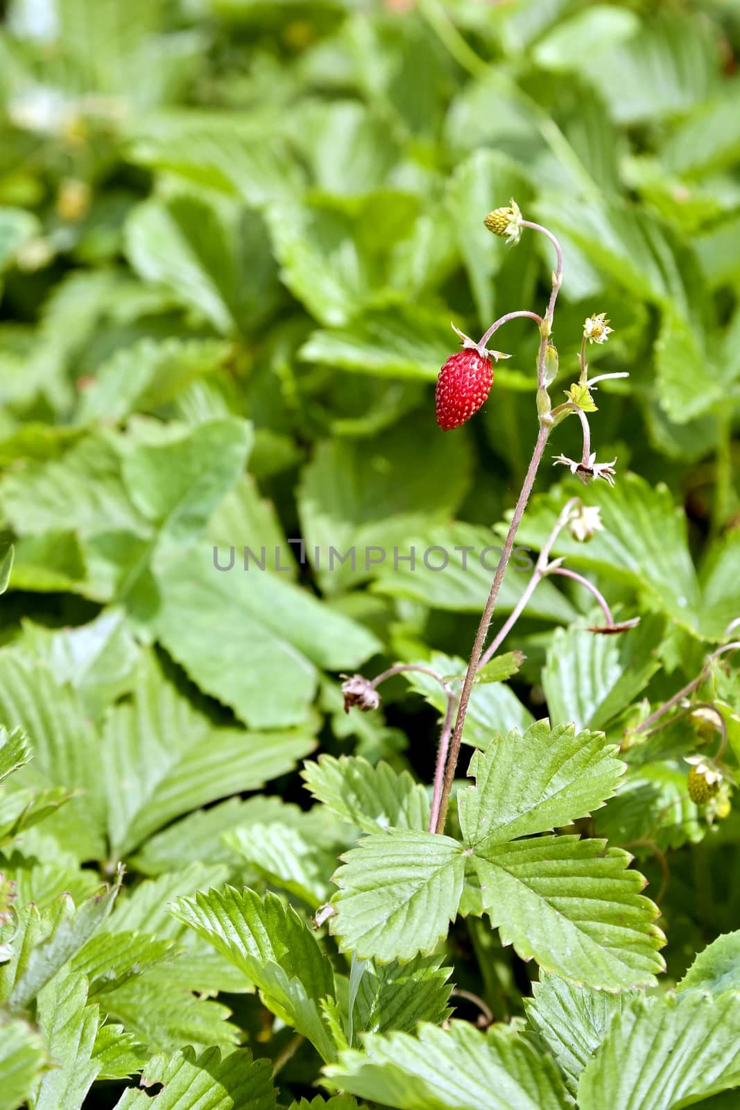 garden strawberry ripens on a bed on a bright Sunny day