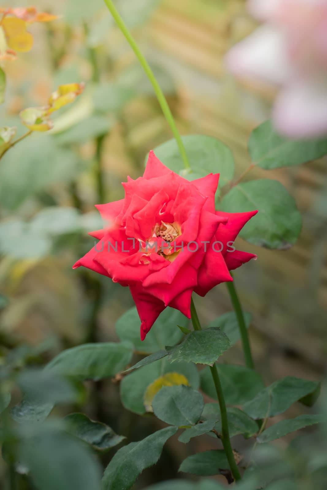 Roses in the garden, Roses are beautiful with a beautiful sunny day.