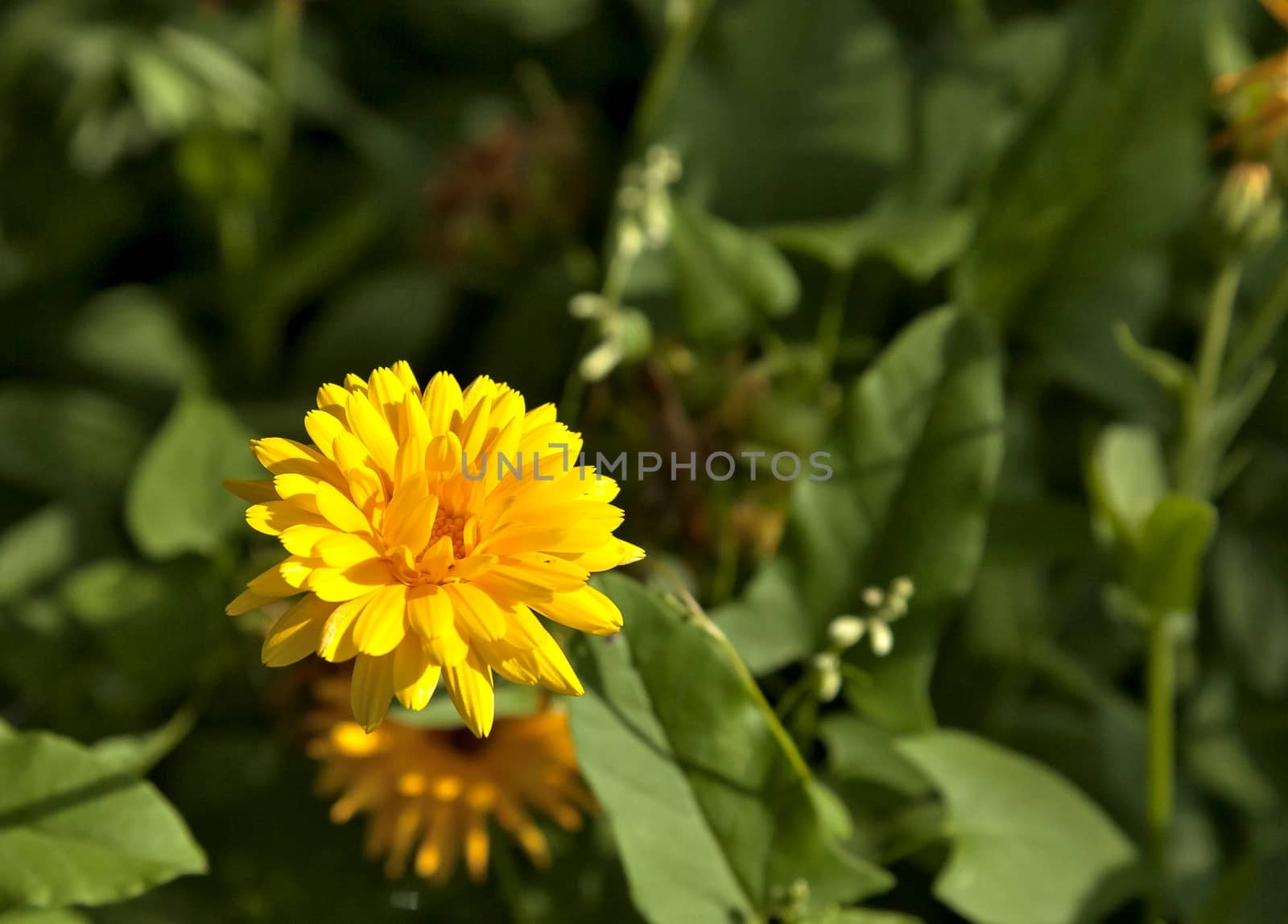 bloomed yellow calendula the flower with latin name Calendula