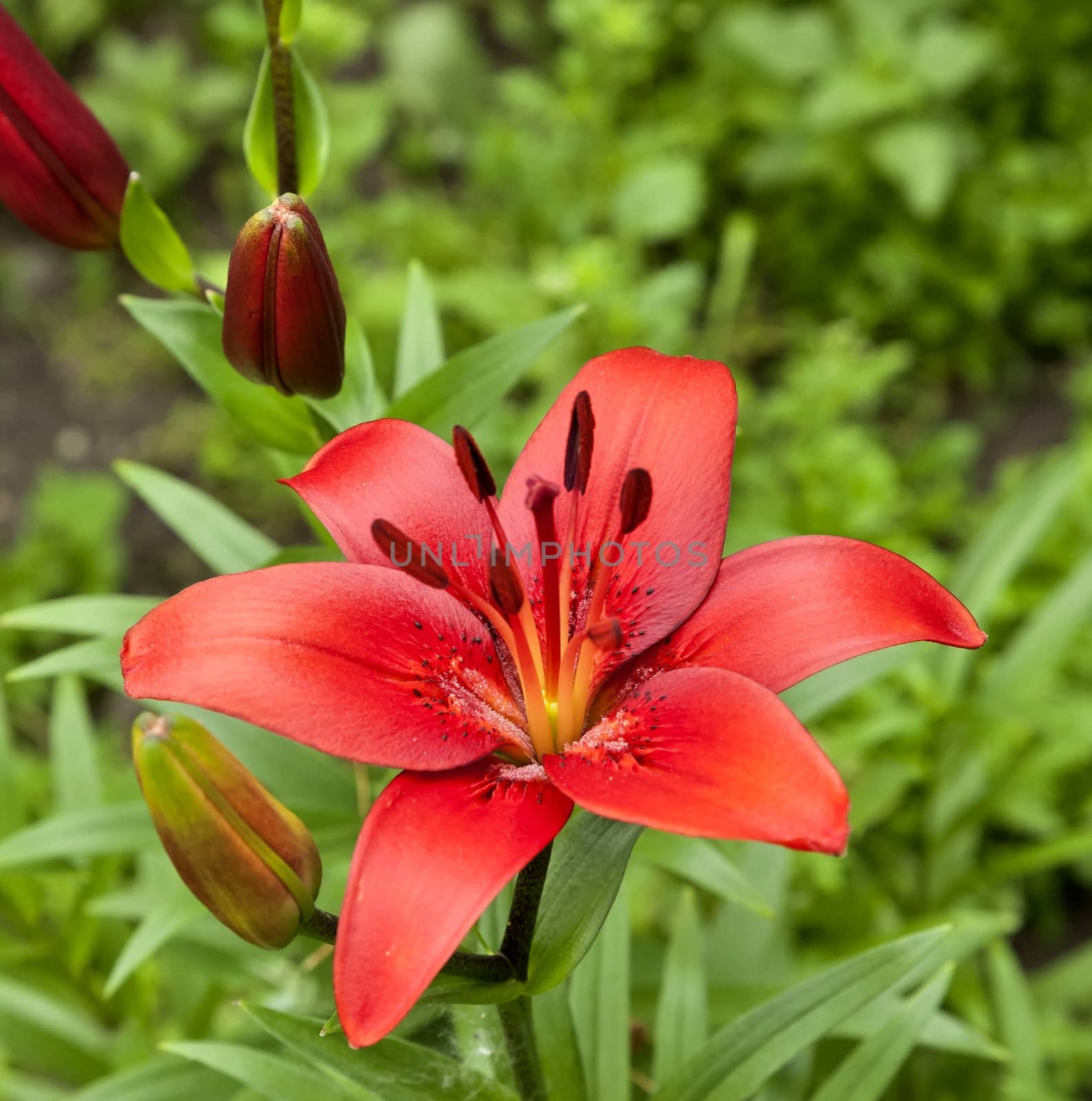just bloomed red Lily on blurred nature background