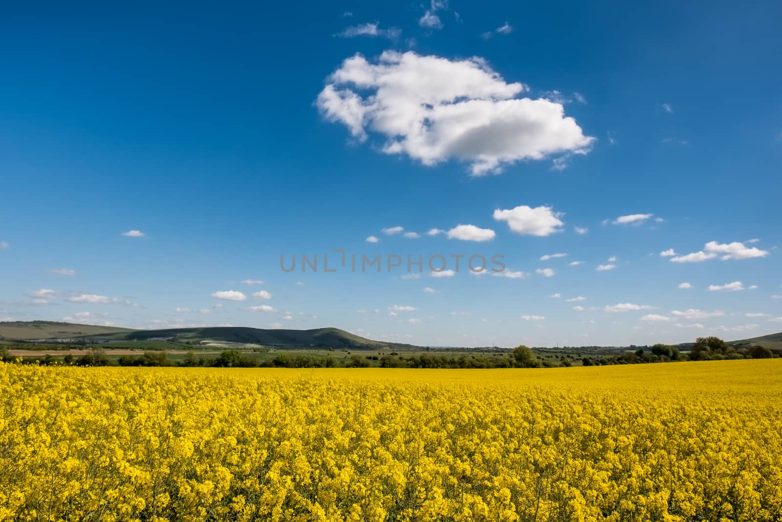 Rapeseed in the Rolling Sussex Countryside