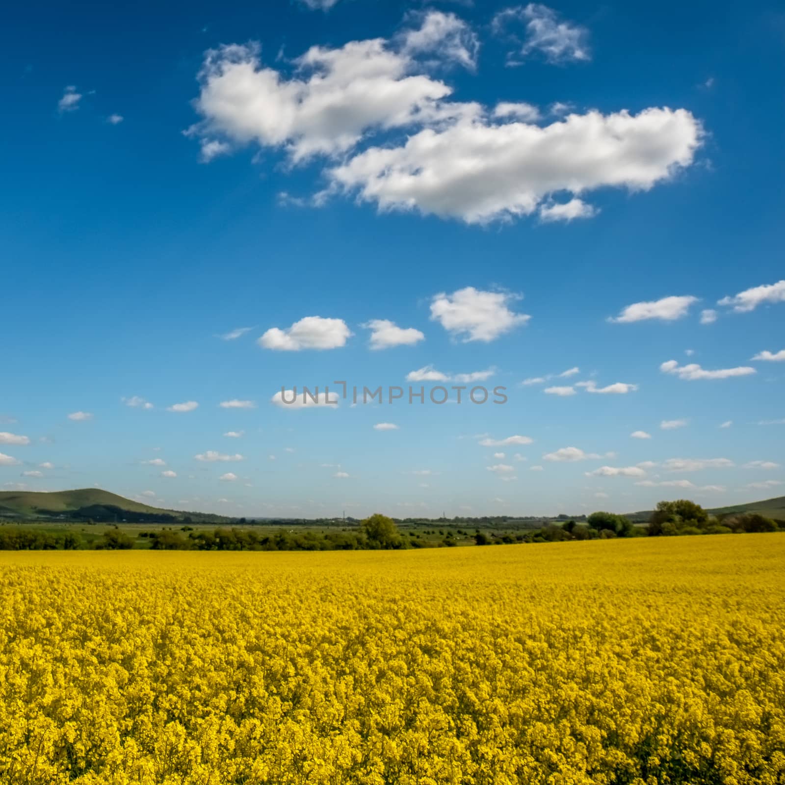 Rapeseed in the Rolling Sussex Countryside by phil_bird