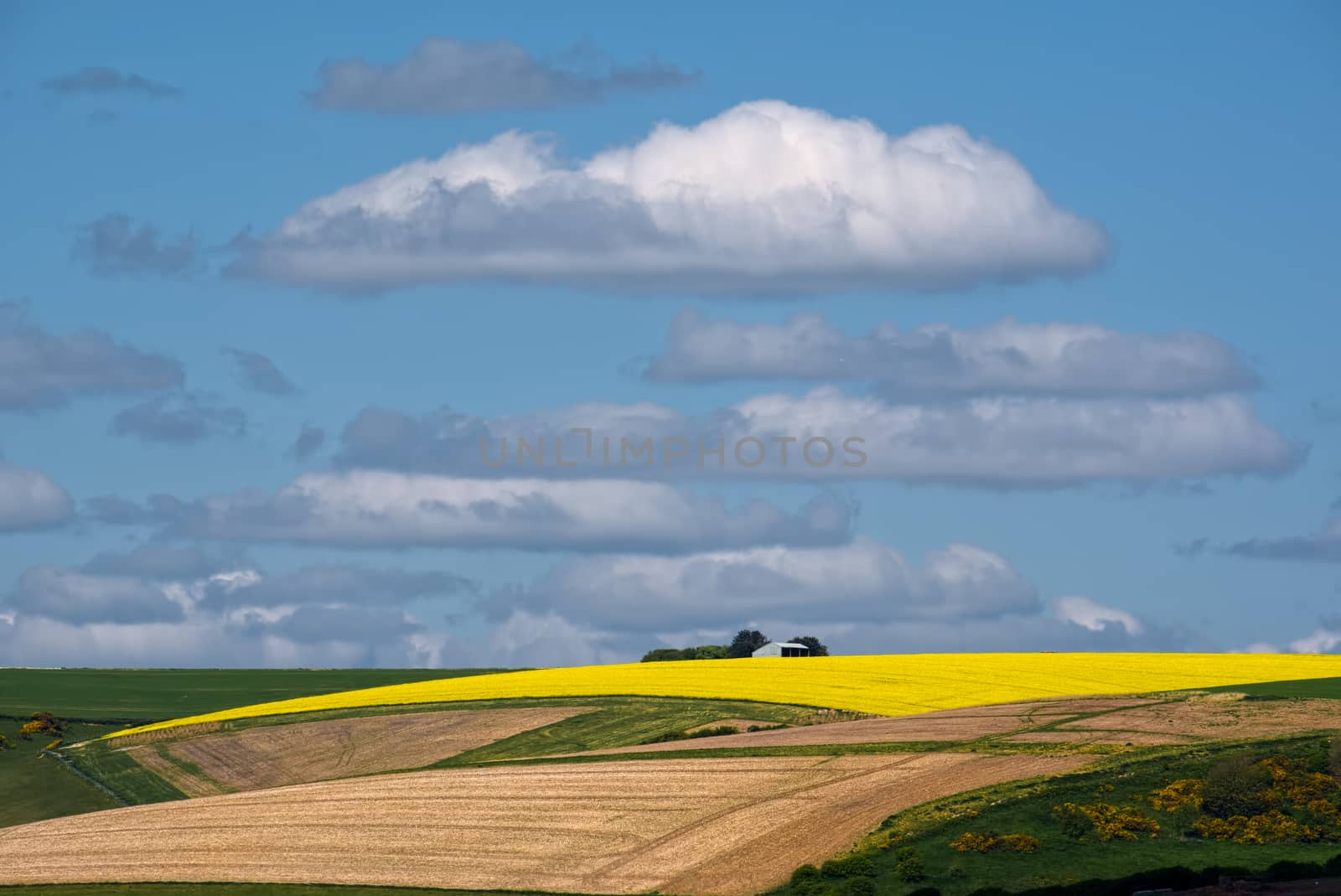 Rapeseed in the Rolling Sussex Countryside by phil_bird