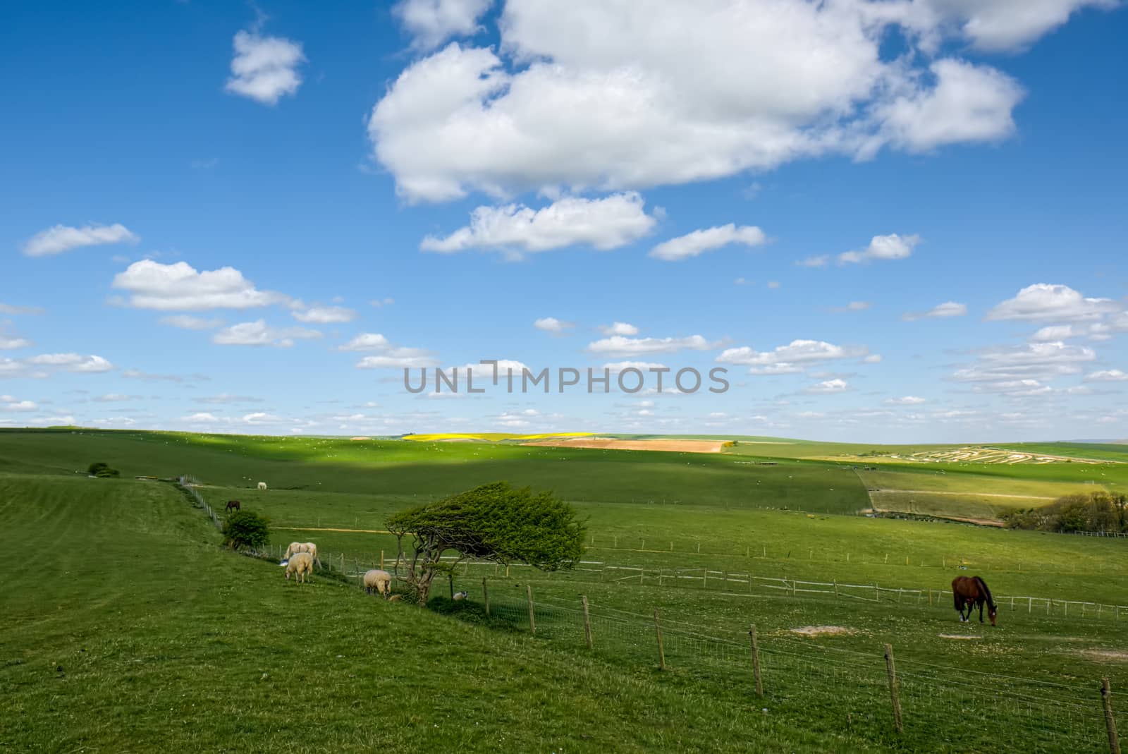 Sheep and Horses at Home in the Rolling Sussex Countryside