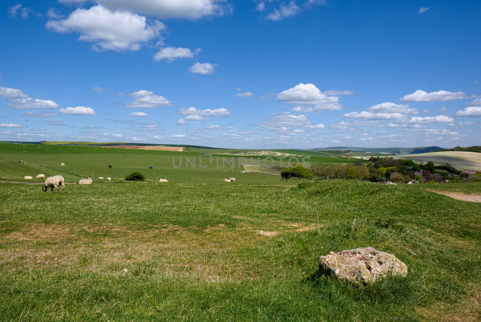 Sheep at Home in the Rolling Sussex Countryside by phil_bird