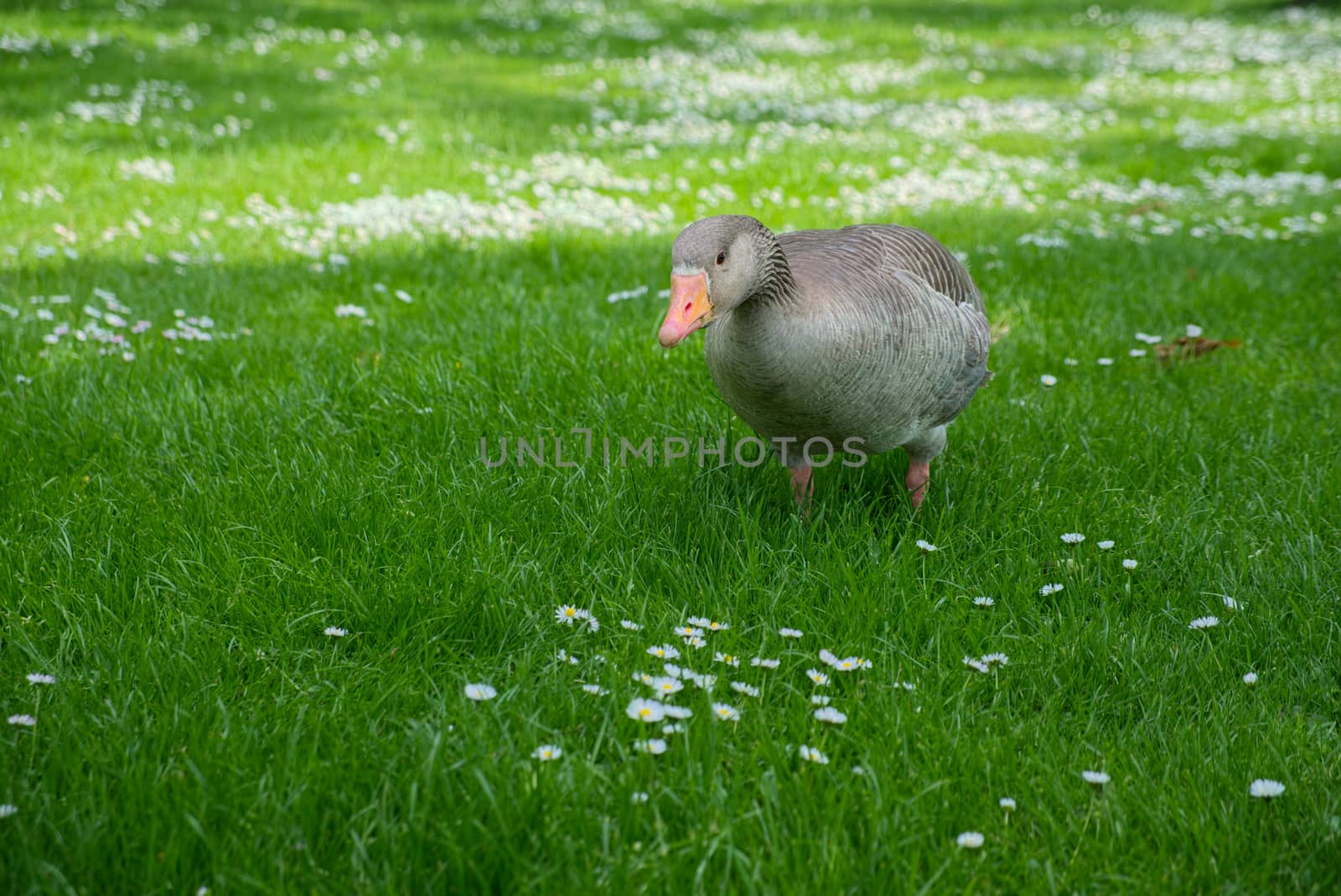 A Greylag Goose (Anser anser) Wandering through the Grass by phil_bird