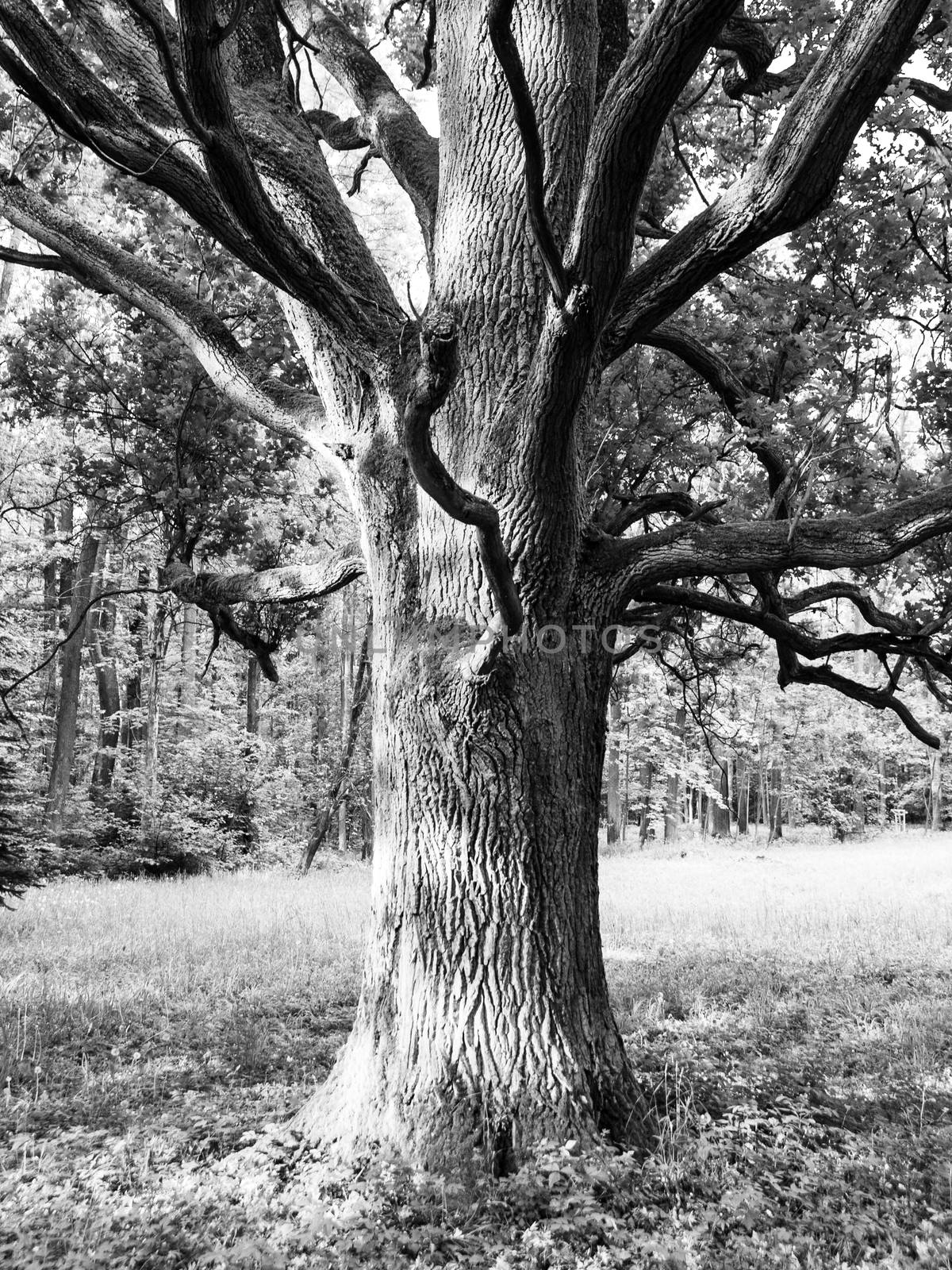 Old oak in the park. Black and white image.
