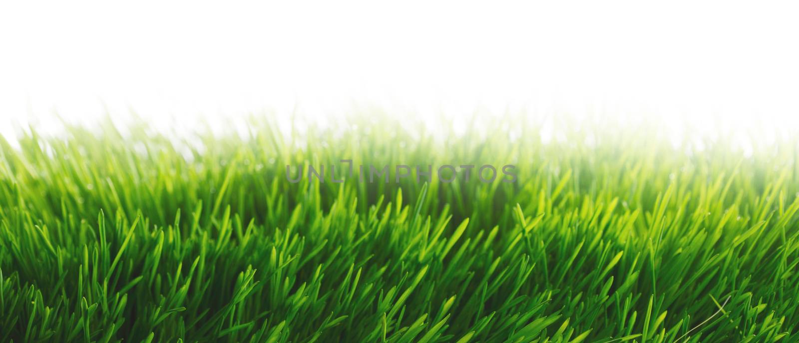 Fresh green grass by Yellowj