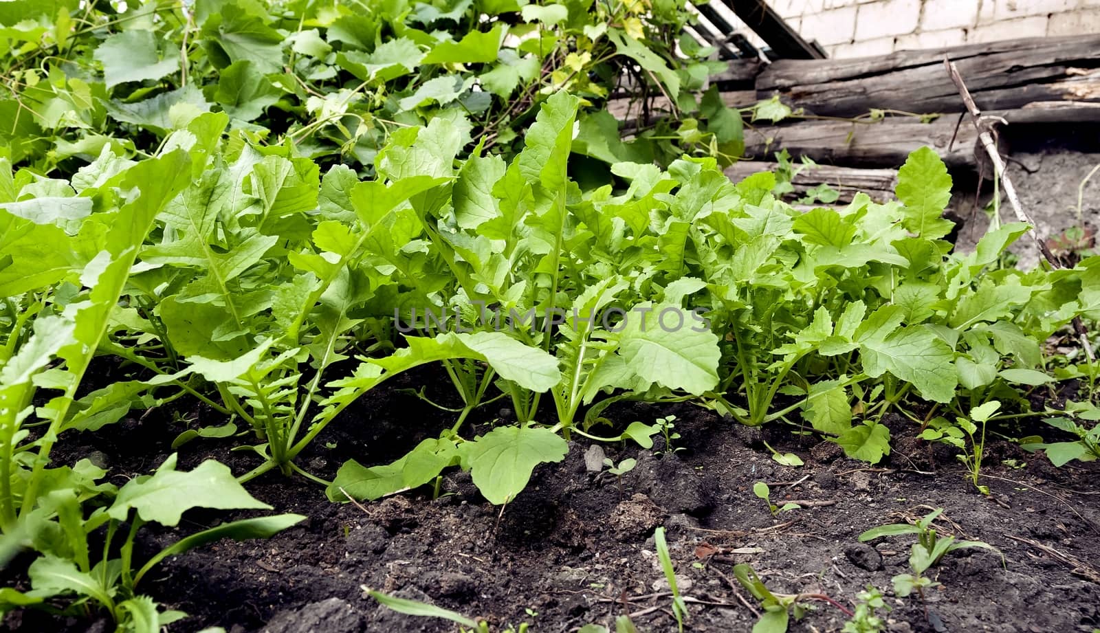 radish daikon grows in the garden on a bright Sunny day