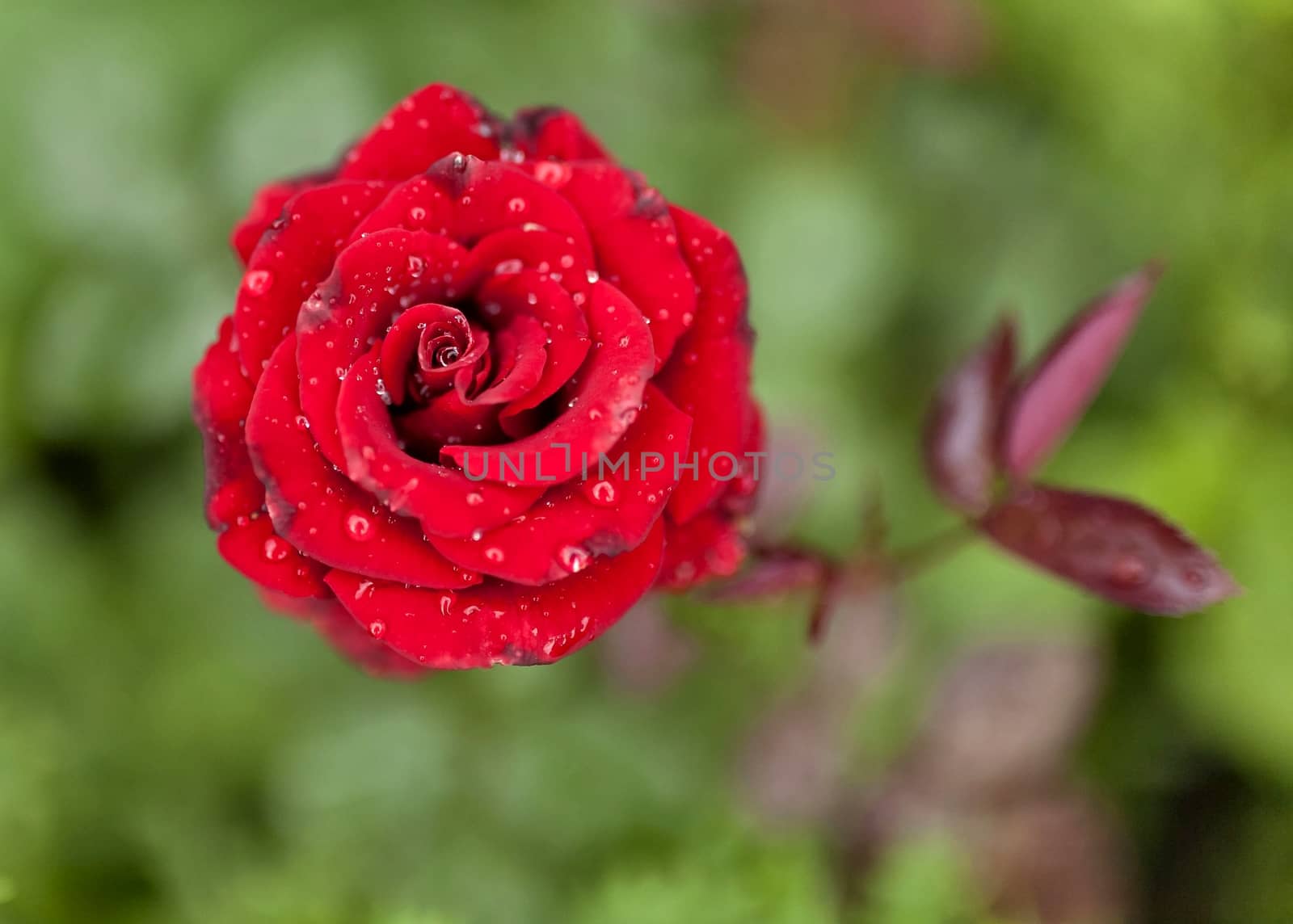 blooming scarlet rose with raindrops on its petals on blurred nature background, narrow focus area