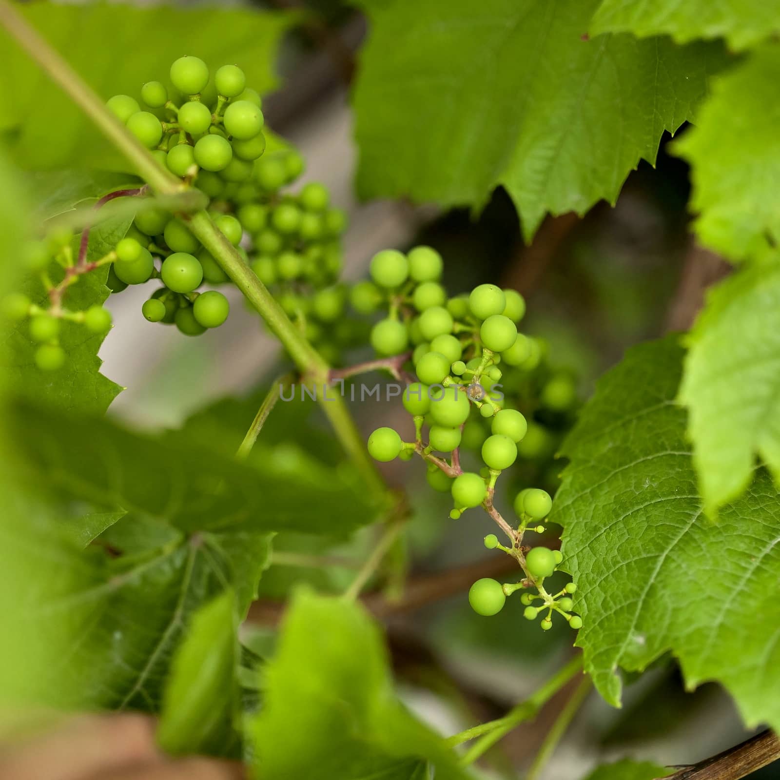 branch with small green unripe berries of the grapes
