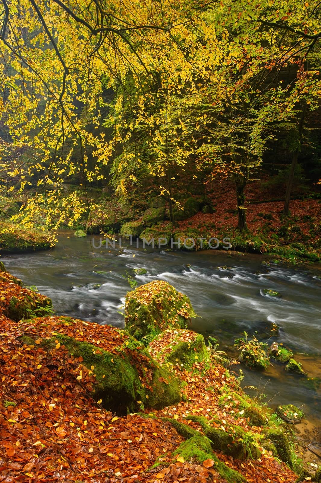 A beautifully clean river flowing through a colorful autumn forest