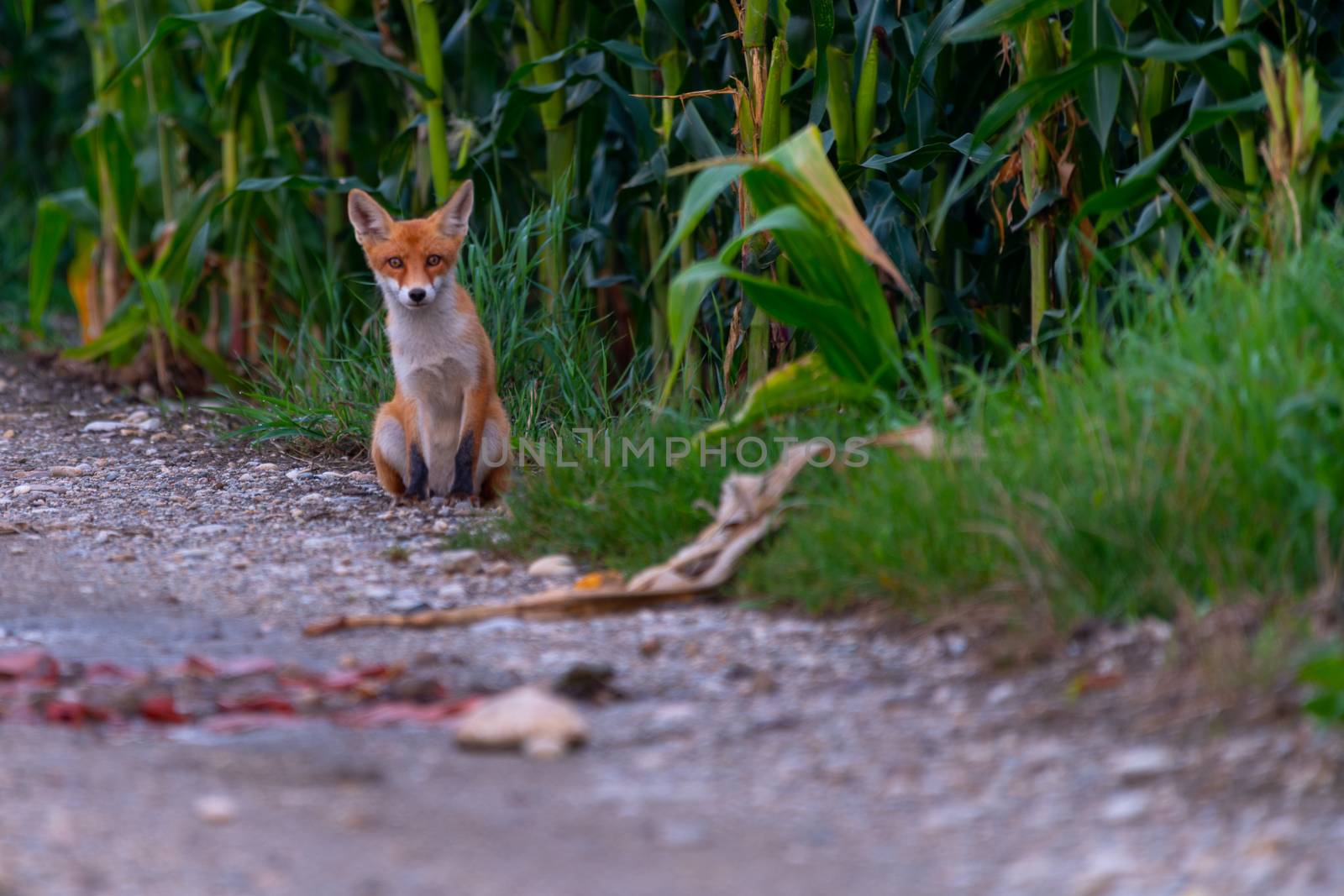 Young, little juvenile red fox on gravel path on edge of a corn field, sitting and observing, at the end disappearing into the corn, vulpes vulpes