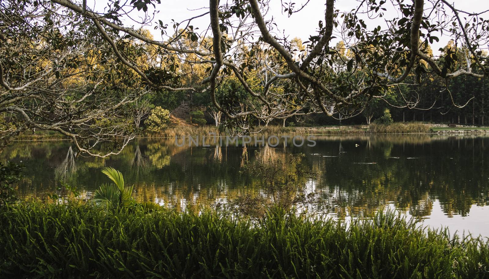 Beautiful lake in Springfield Lakes, Ipswich City, Queensland in the morning.