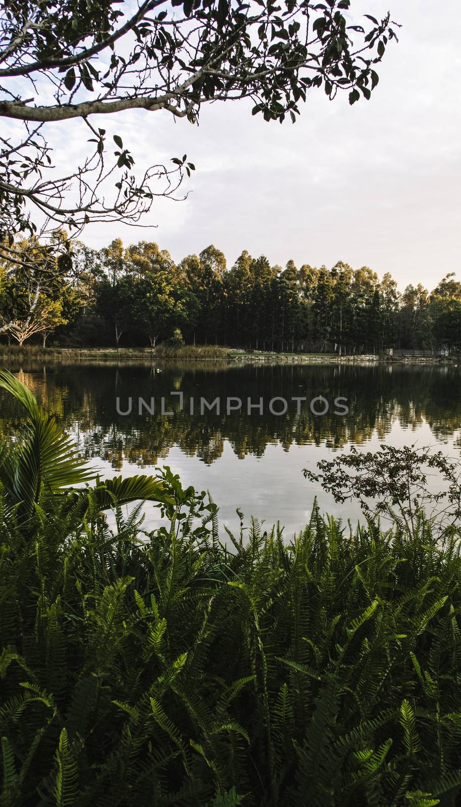 Beautiful lake in Springfield Lakes in the morning. by artistrobd