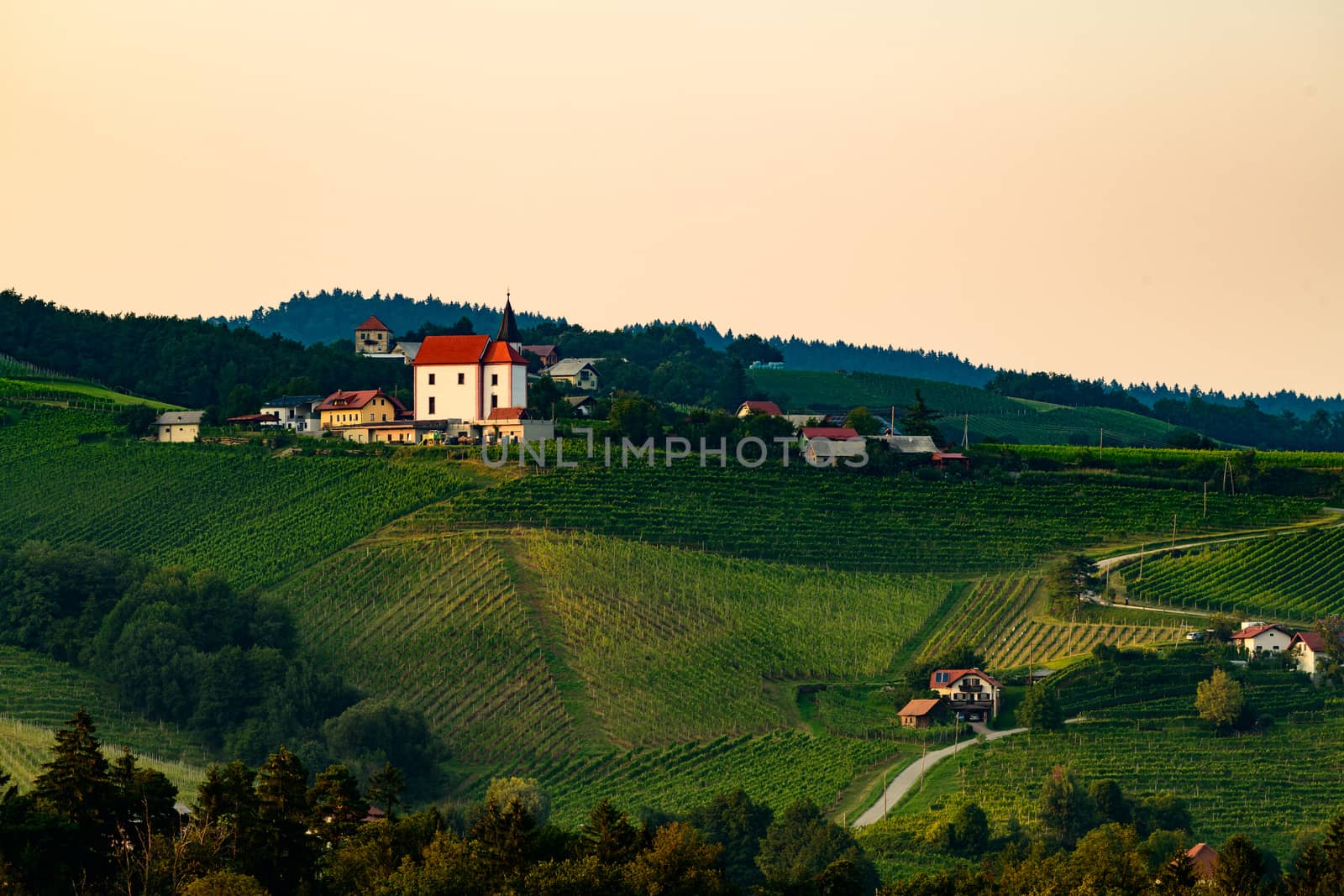 Vineyards with small village in Ritoznoj, Slovenia, small Christian church on top of the hill, surrounded with rows of grape vine, traditional winery on Pohorje wine road