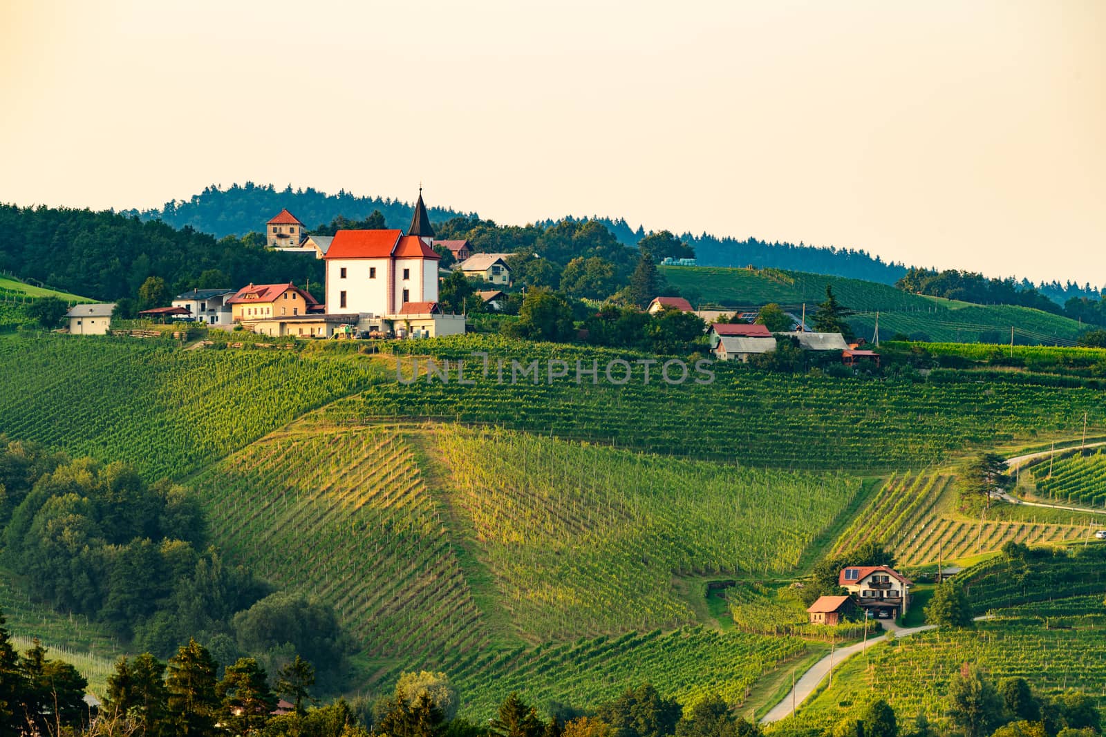 Vineyards with small village in Ritoznoj, Slovenia, small Christian church on top of the hill, surrounded with rows of grape vine, traditional winery on Pohorje wine road