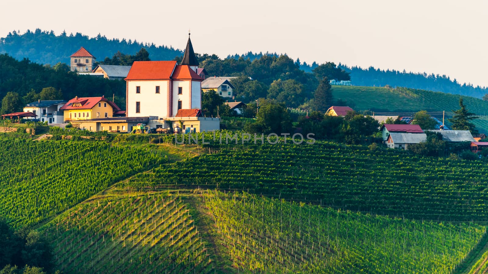 Vineyards with small village in Ritoznoj, Slovenia, small Christian church on top of the hill, surrounded with rows of grape vine, traditional winery on Pohorje wine road