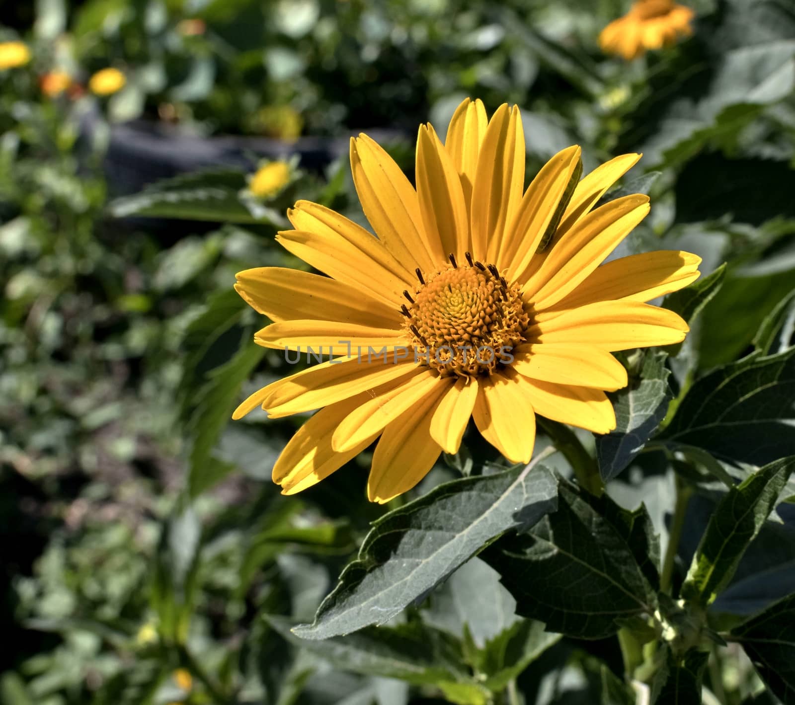 yellow flowers heliopsis sun, a plant with the Latin name Heliopsis