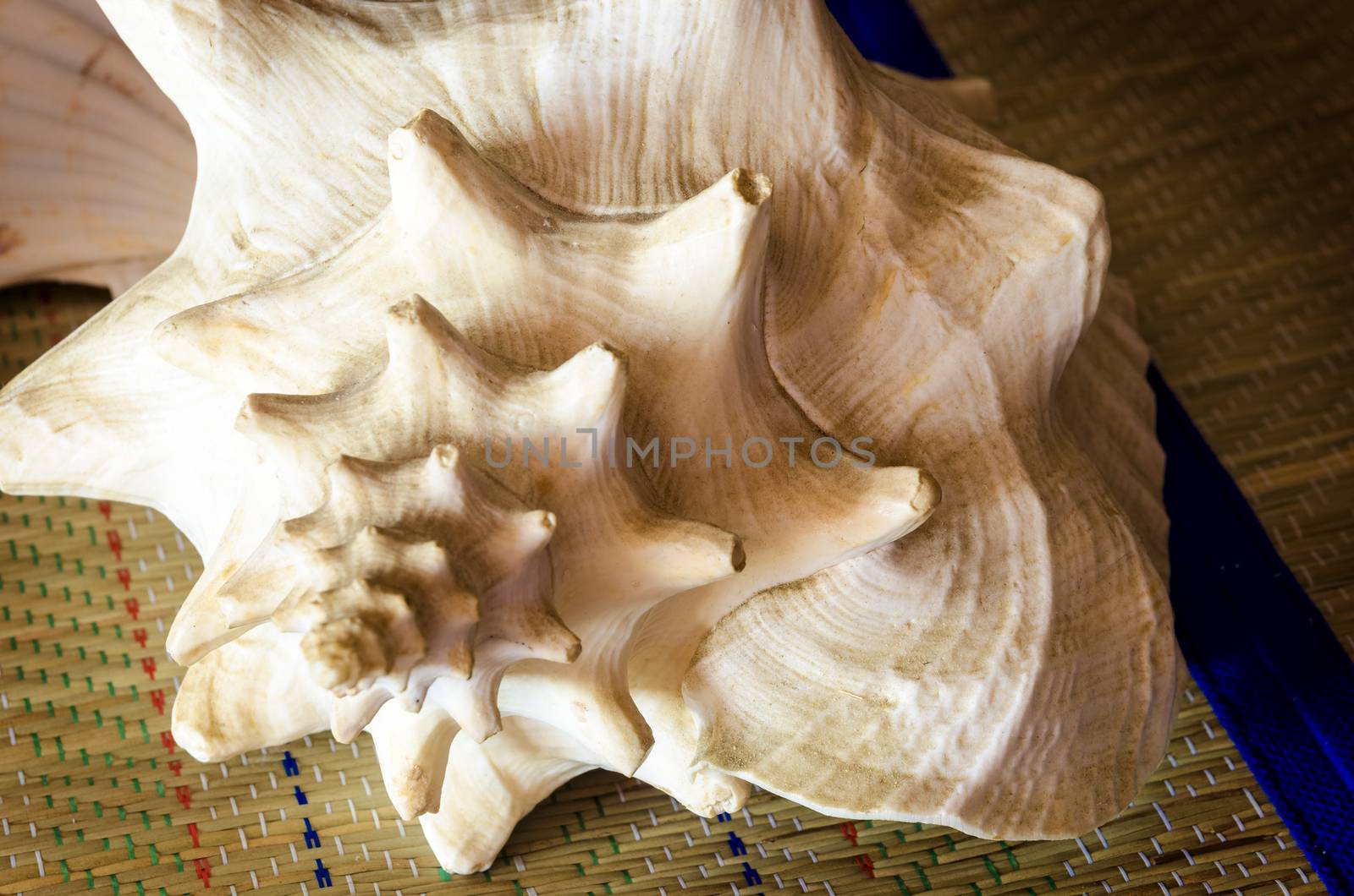 The shell of the conches is formed by an asymmetrical piece wound in spiral
