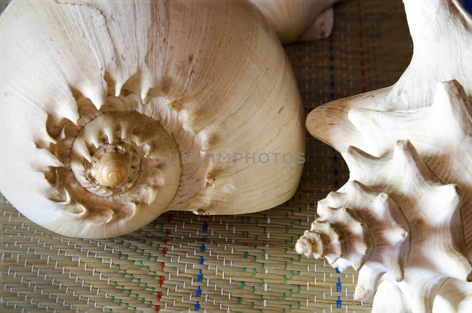 The shell of the conches is formed by an asymmetrical piece wound in spiral