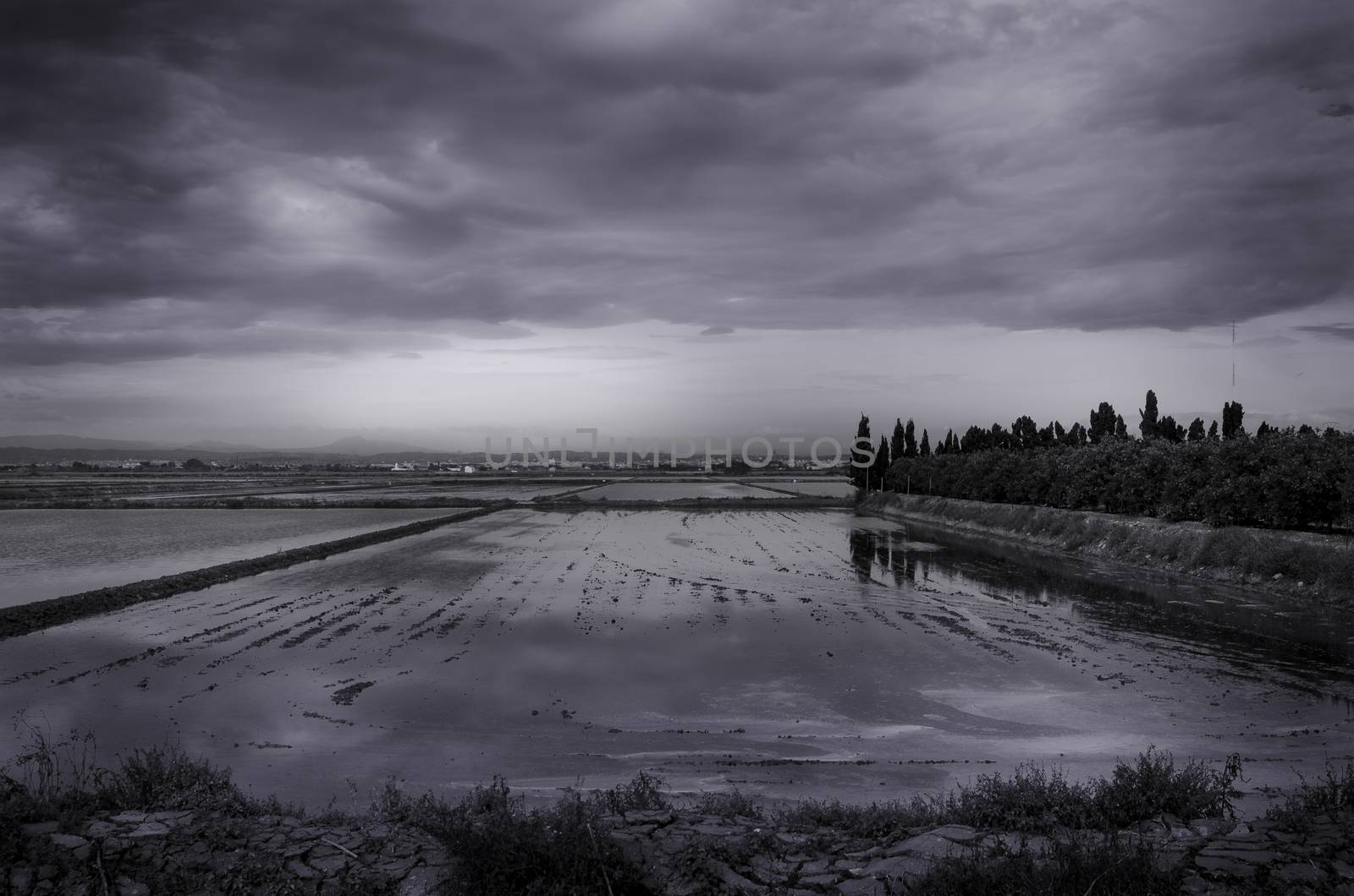 Rice fields in Valencia B/N by bpardofotografia