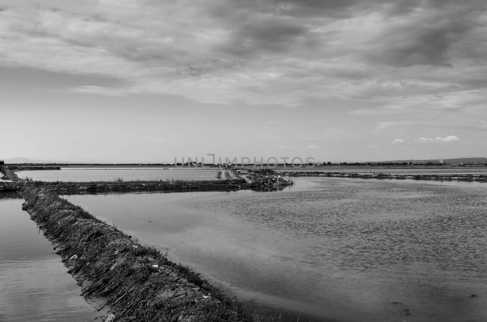 Rice fields in Valencia B/N by bpardofotografia