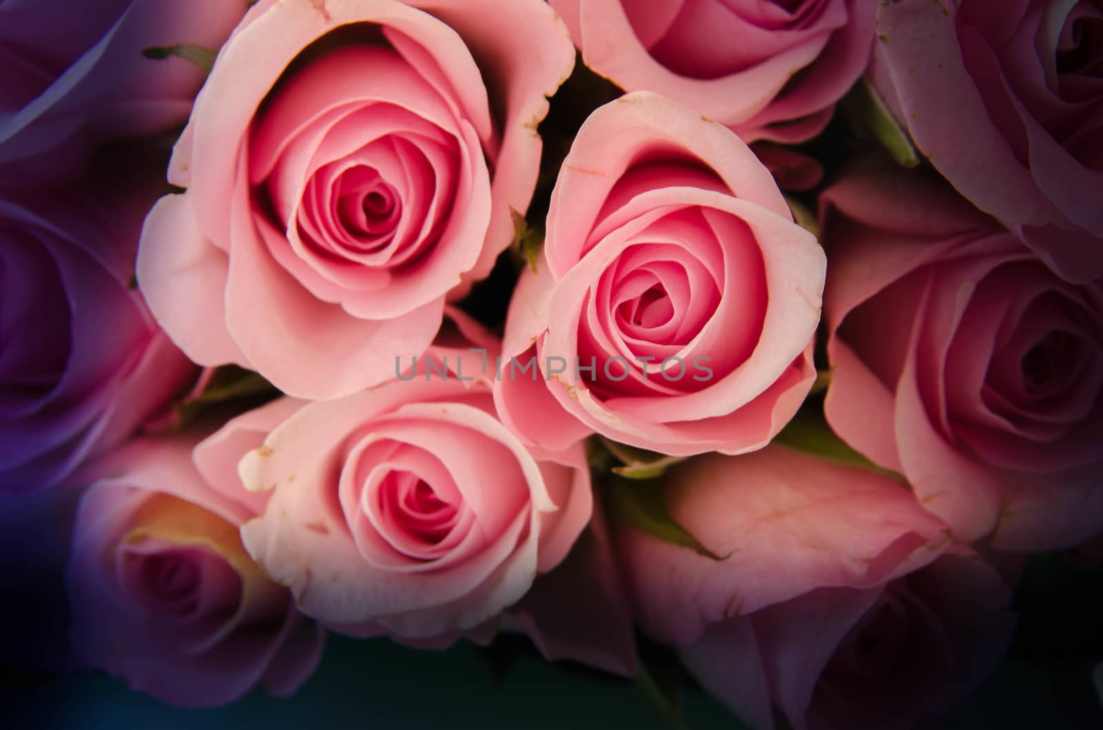 Little capules of rose by bpardofotografia