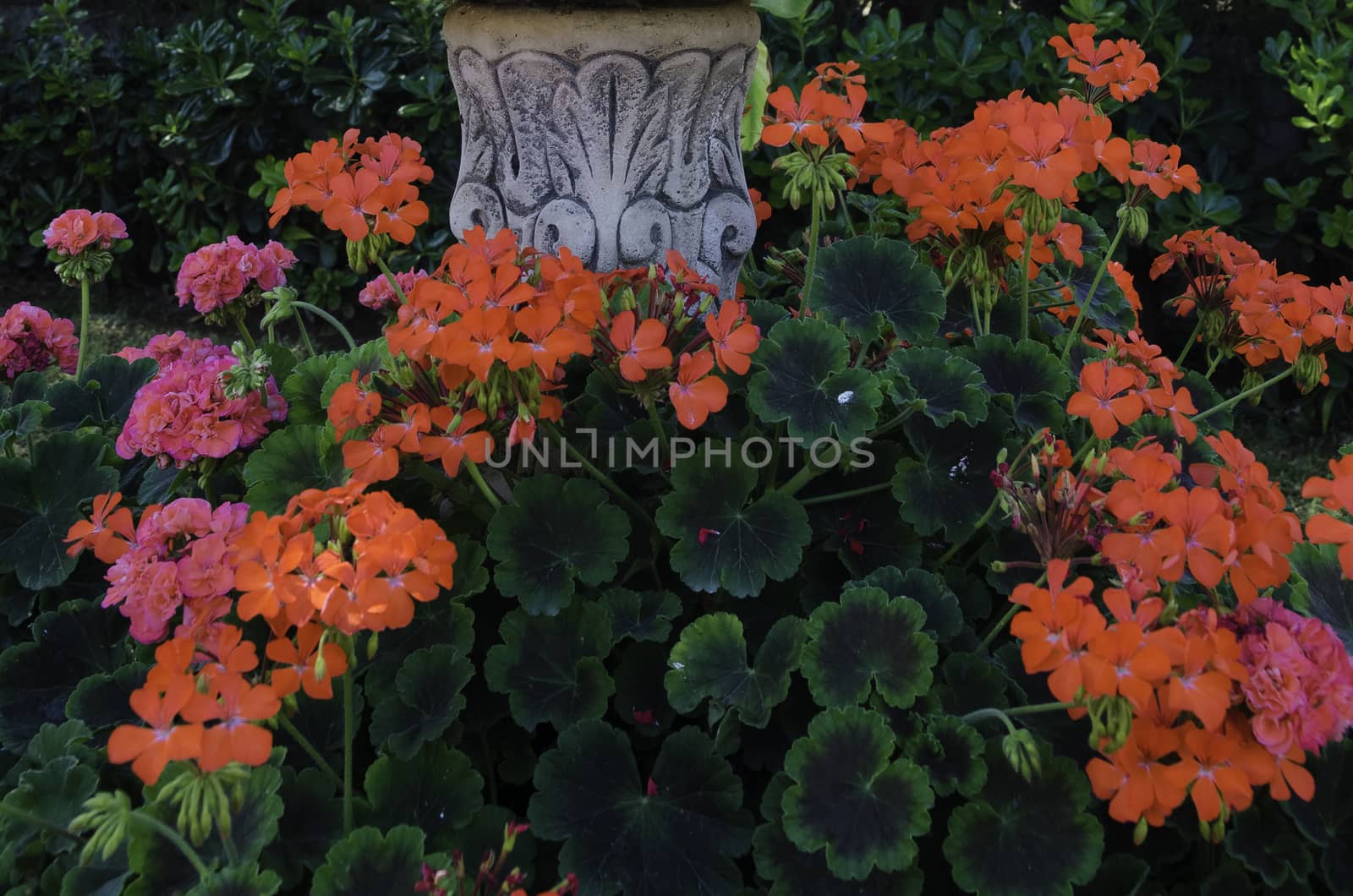 Petunia flowers by bpardofotografia