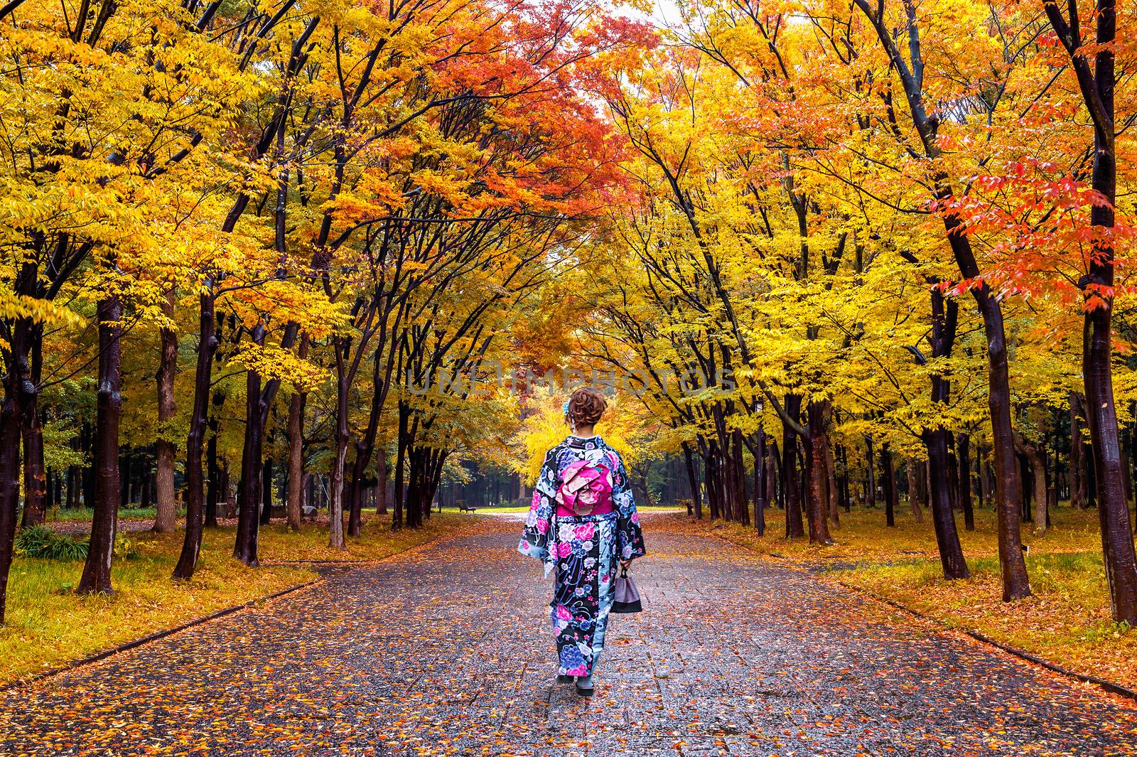 Asian woman wearing japanese traditional kimono in autumn park. by gutarphotoghaphy